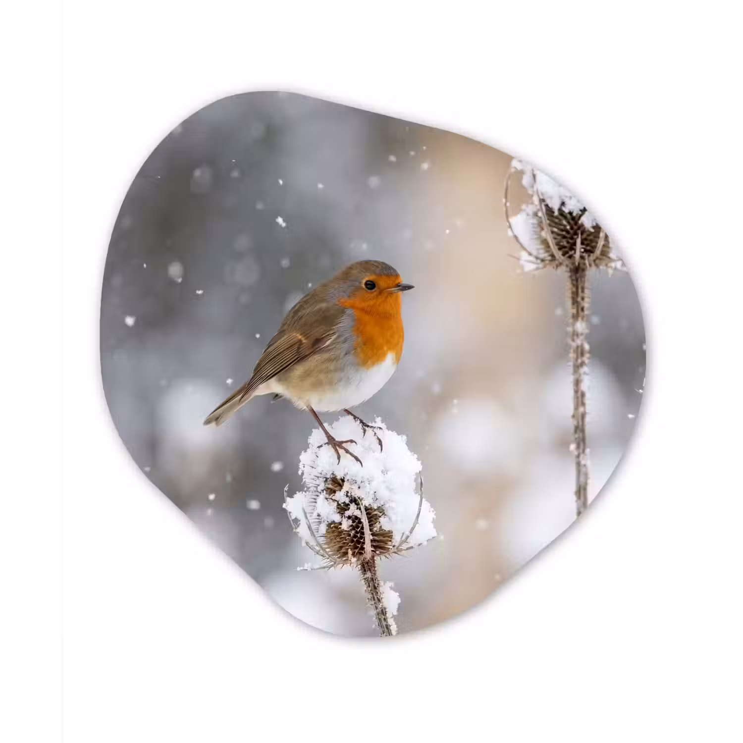Roodborstje - Gedroogde bloem - Sneeuw - Winter - Vertederend Wandcirkel Organisch Aluminium middel -3d