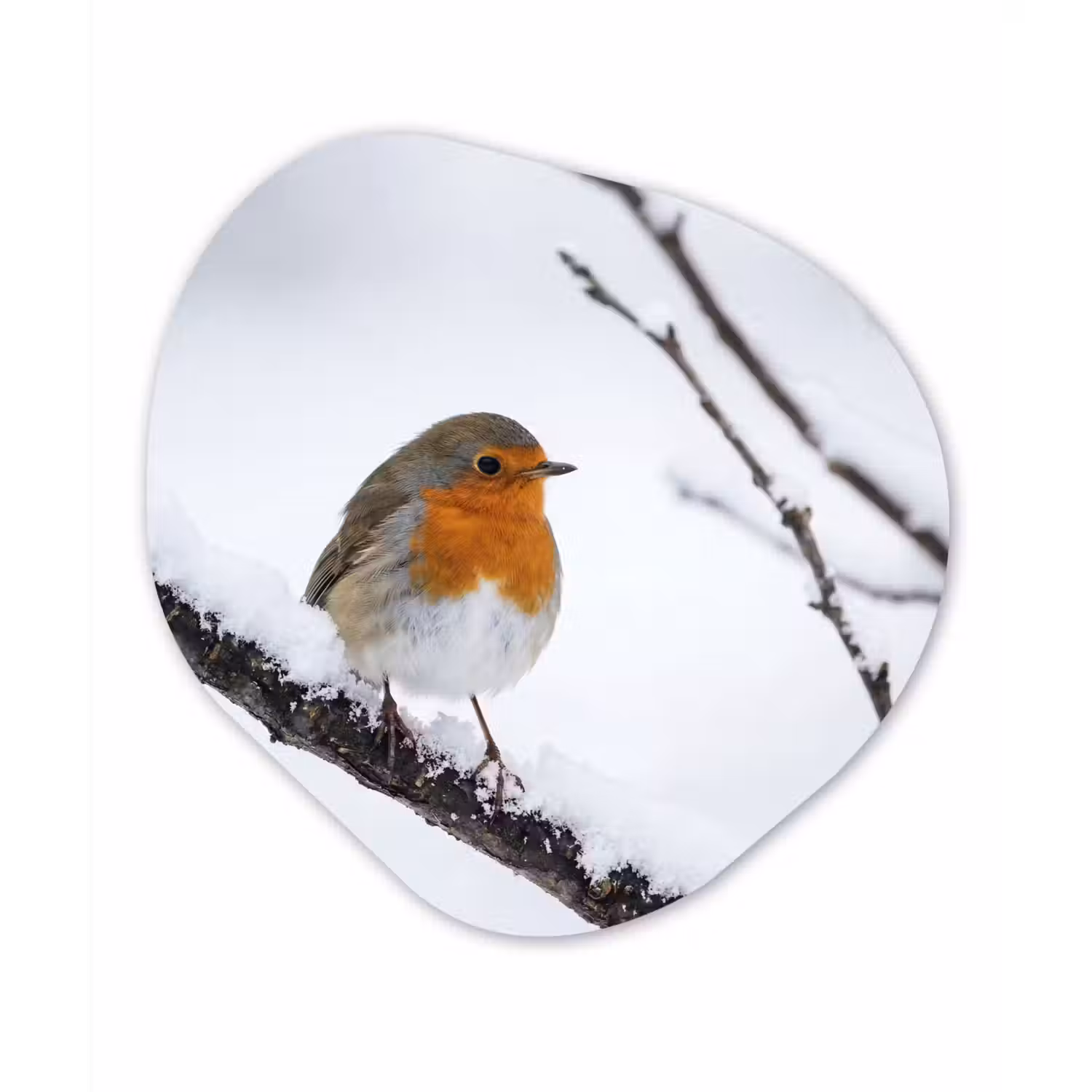 Roodborstje - Tak - Sneeuw - Winter - Levendig Wandcirkel Organisch Aluminium middel -3d