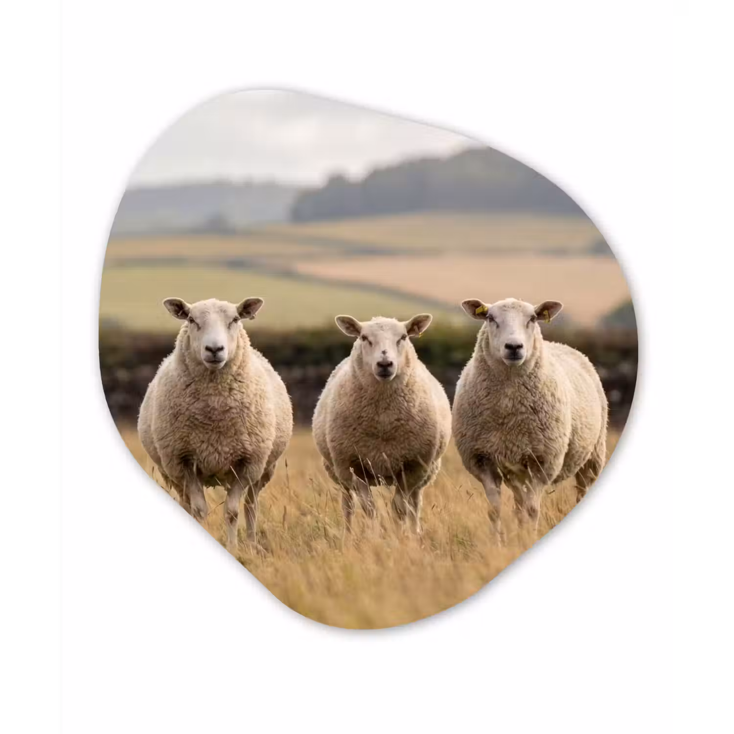 Schapen - Weidenlandschap - Heuvels Wandcirkel Organisch Aluminium middel -3d