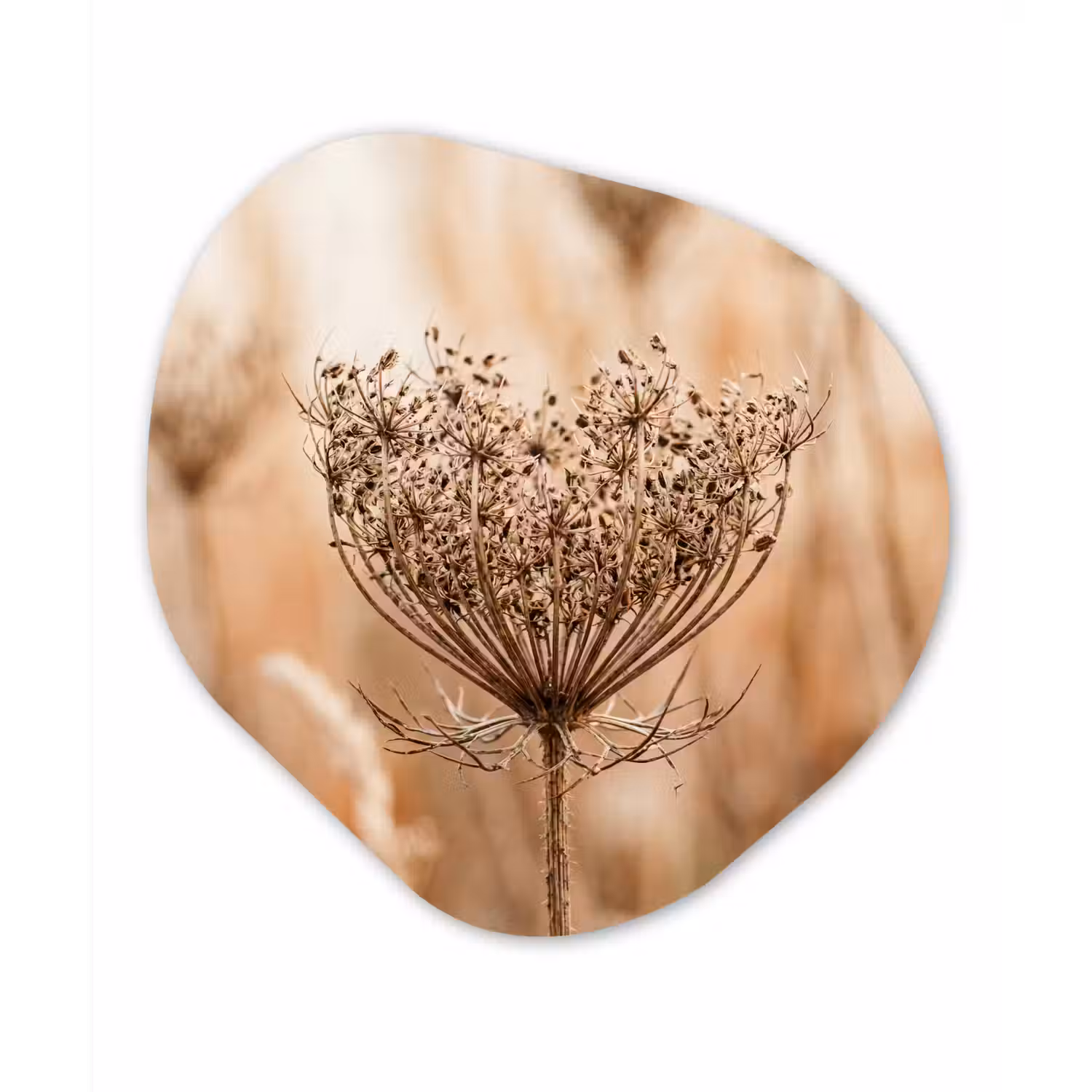 Schermbloem - Droogbloem - Winter - Beige - Minimalistisch Wandcirkel Organisch Aluminium middel -3d