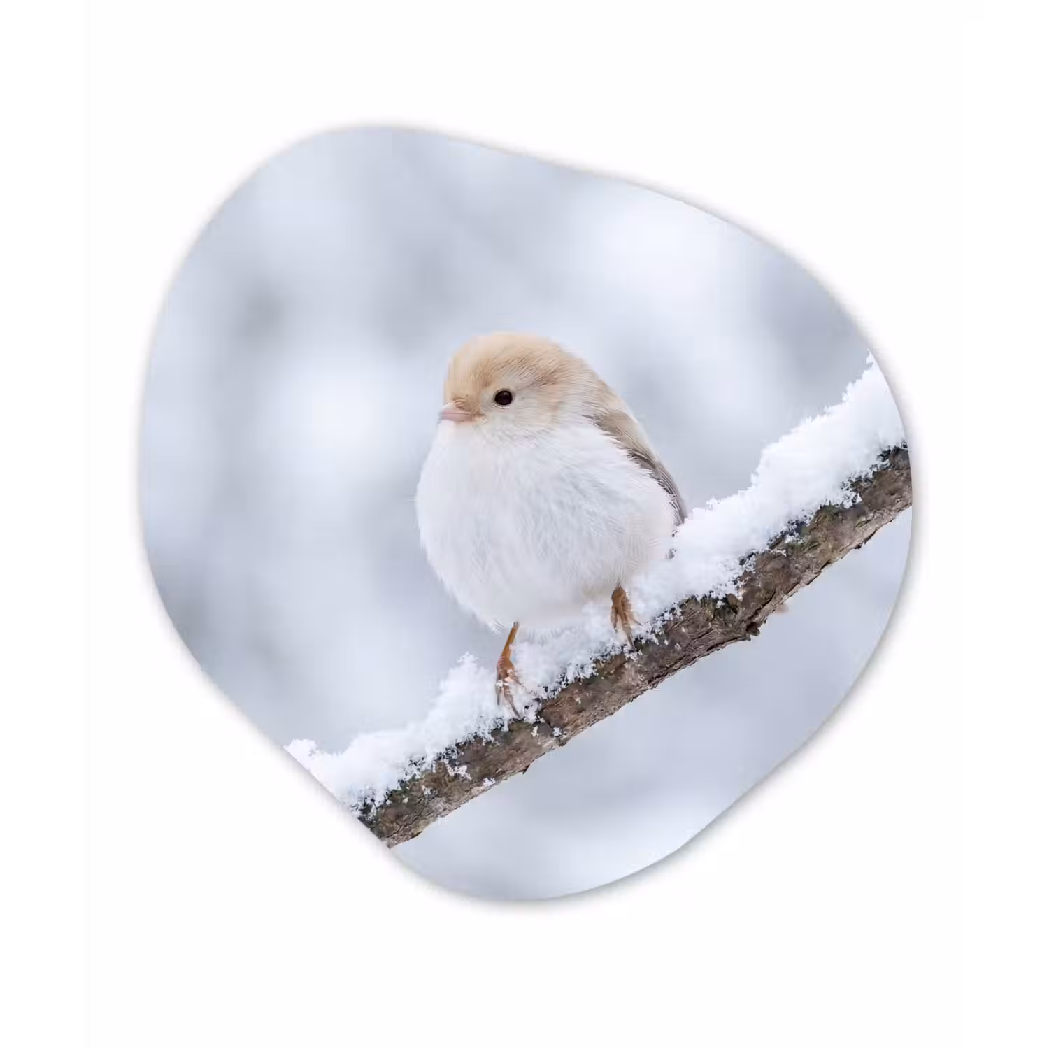 Vogeltje - Sneeuw - Tak - Winter - Zacht Wandcirkel Organisch Aluminium middel -3d