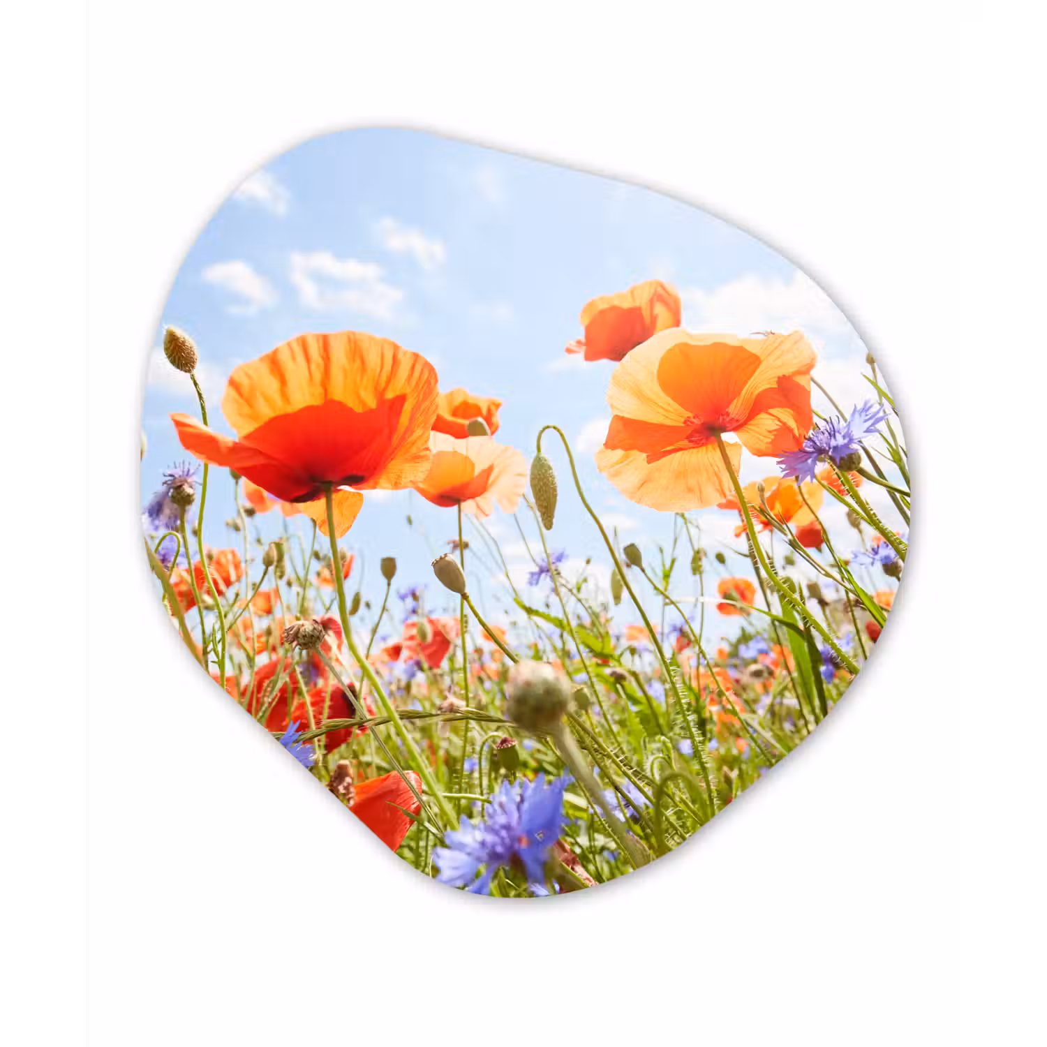Bloemen - Klaproos - Lente - Natuur - Rood - Blauw Wandcirkel Organisch Forex 3mm klein -3d