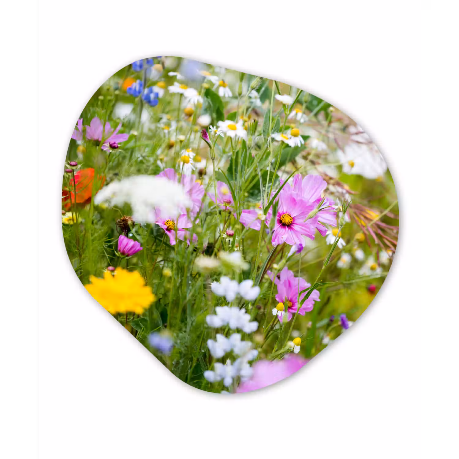 Bloemen - Natuur - Groen - Gras - Paars - Wit Wandcirkel Organisch Forex 3mm klein -3d