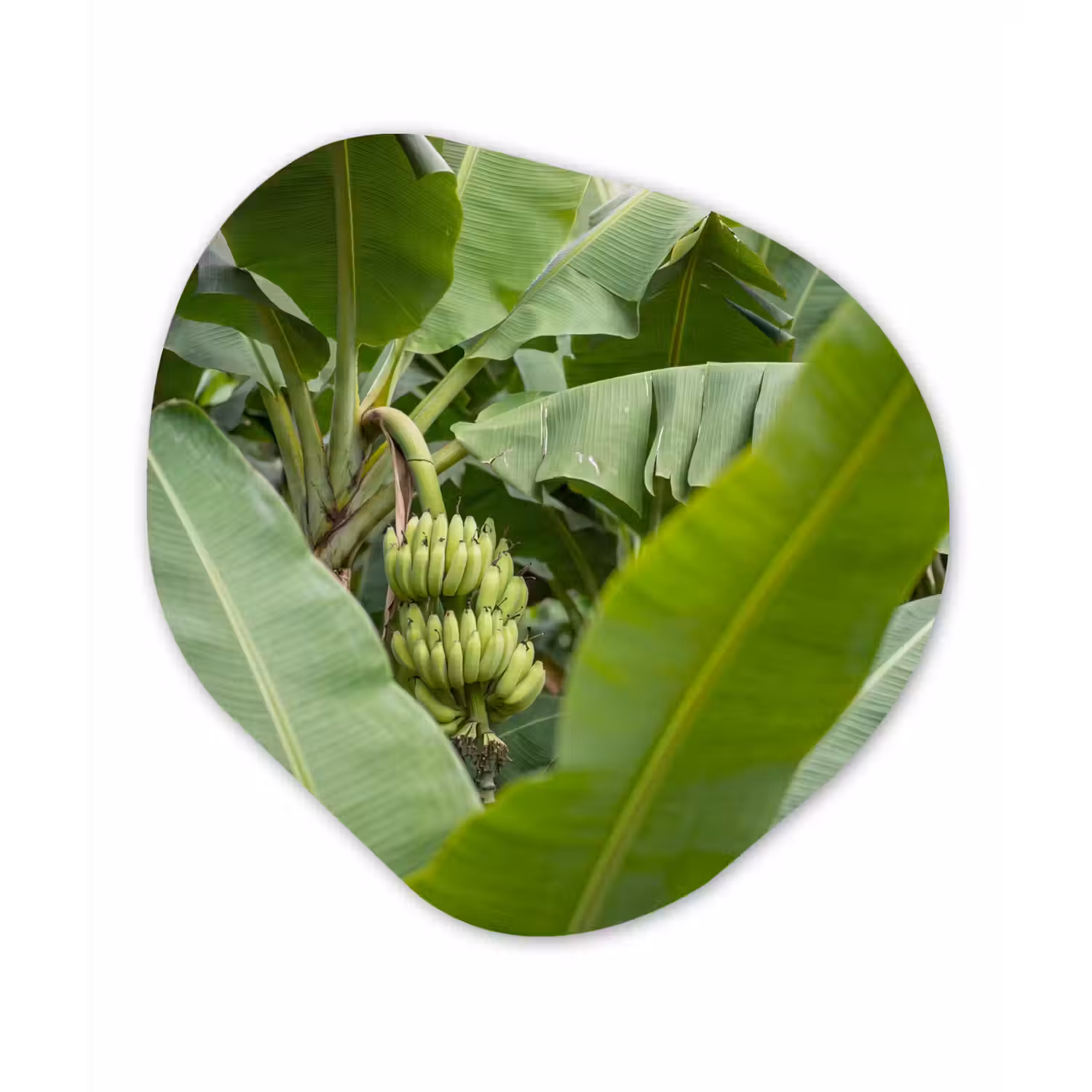 Eten - Bananen - Plantage - Groen Wandcirkel Organisch Forex 3mm klein -3d