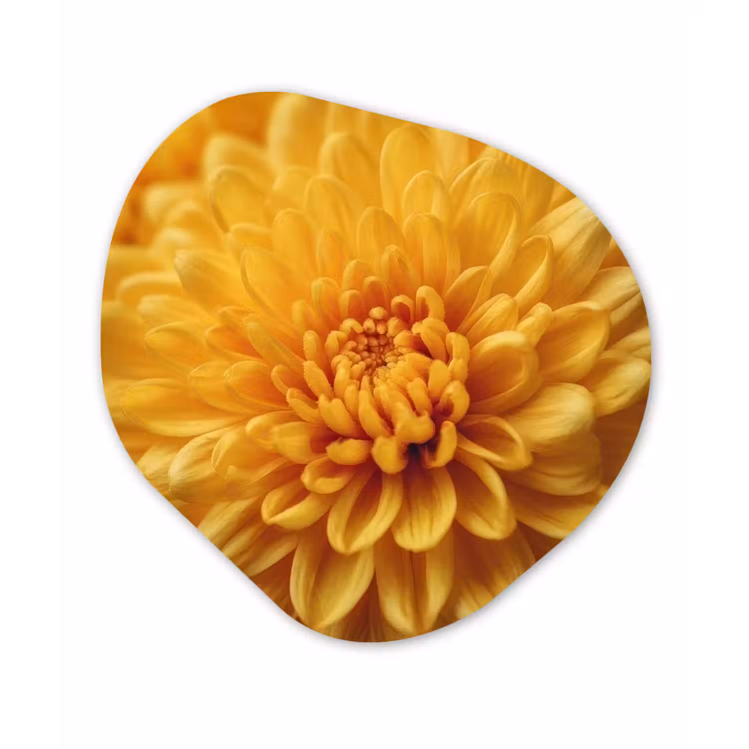 Geel - Chrysant - Zachtheid Wandcirkel Organisch Forex 3mm klein -3d