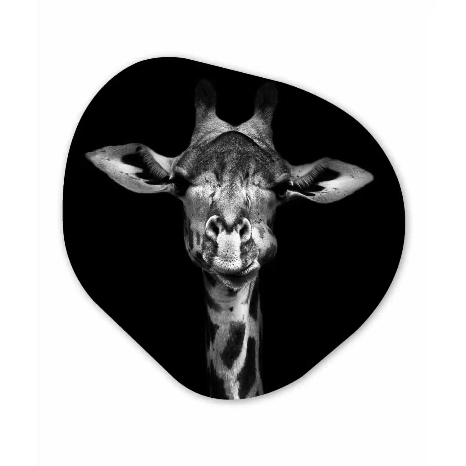 Giraffe - Portret - Dieren - Zwart - Wit Wandcirkel Organisch Forex 3mm klein -3d