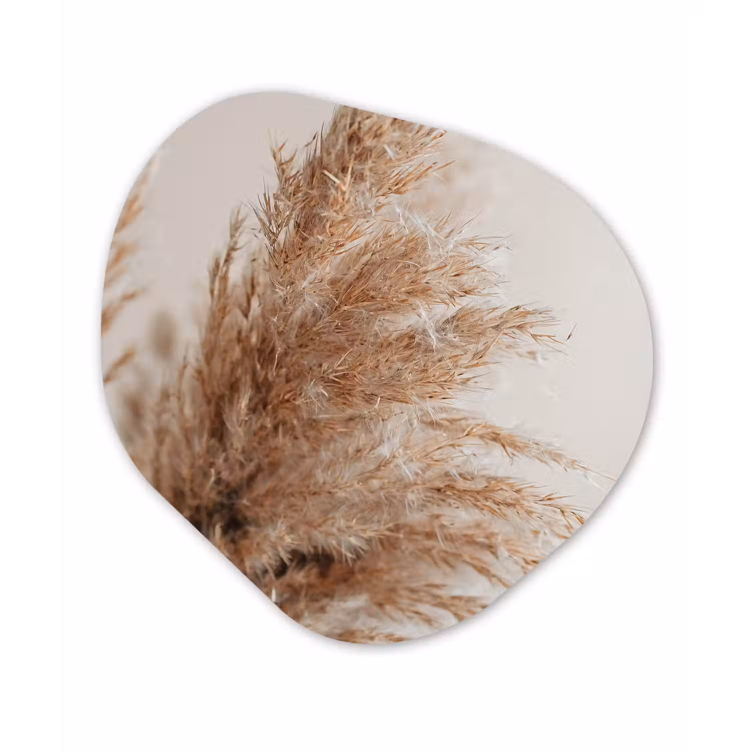 Gras - Planten - Natuur - Pampasgras Wandcirkel Organisch Forex 3mm klein -3d