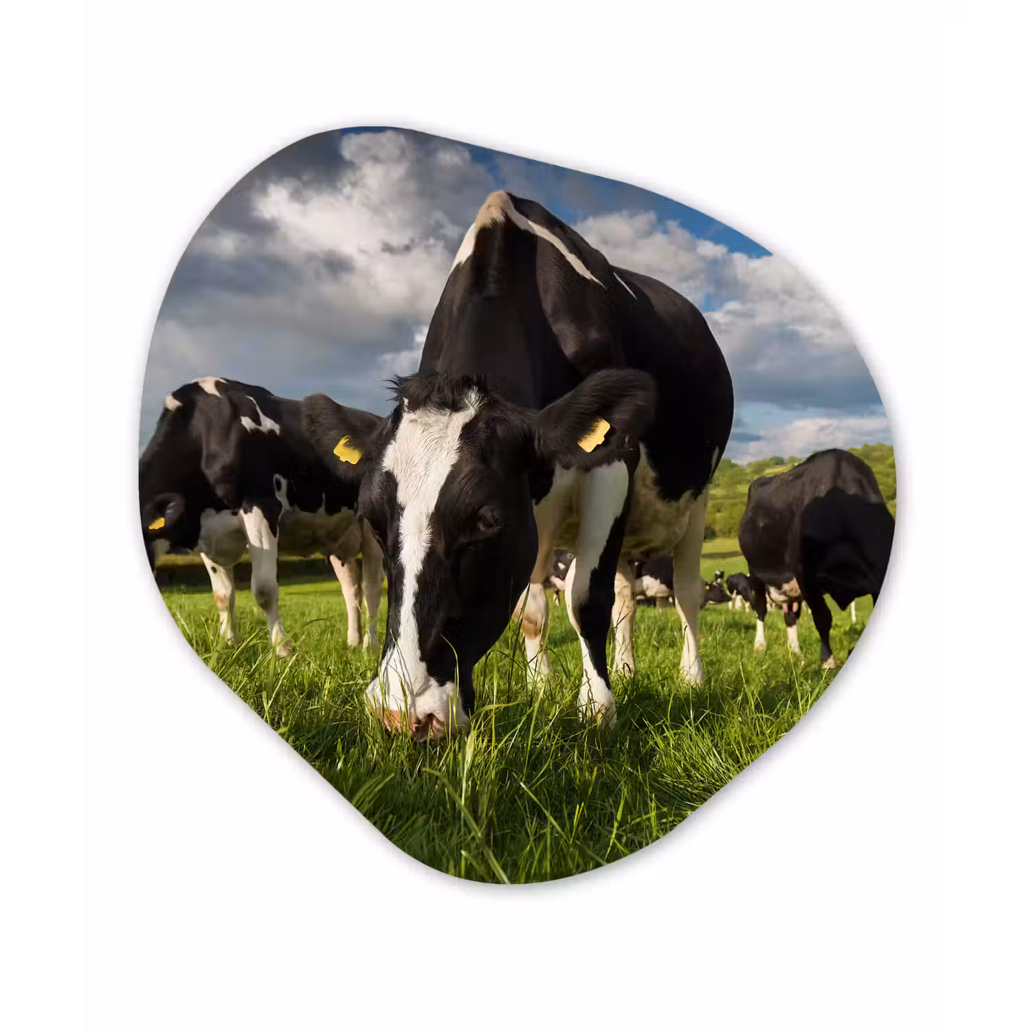Koeien - Dieren - Gras - Weiland - Boerderij Wandcirkel Organisch Forex 3mm klein -3d