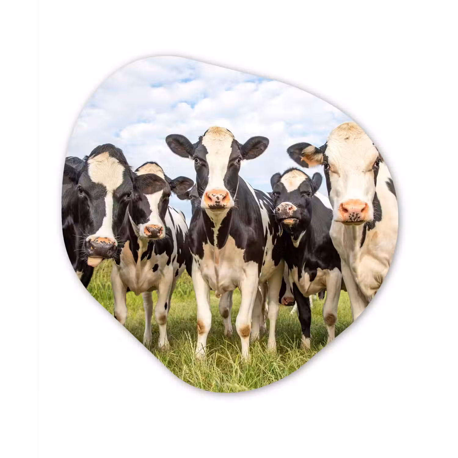 Koeien - Weiland - Dieren - Natuur - Gras Wandcirkel Organisch Forex 3mm klein -3d