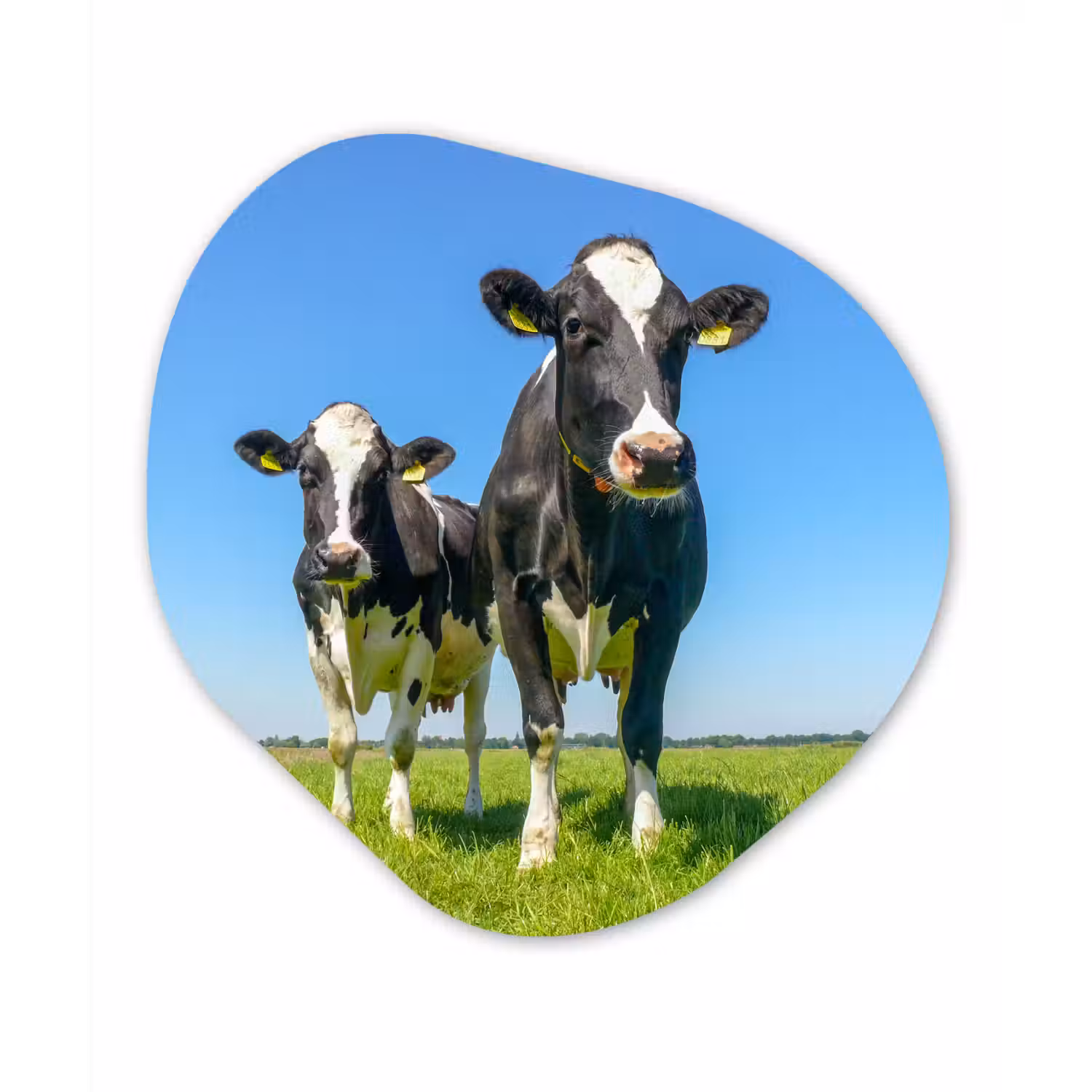 Koeien - Weiland - Gras - Dieren - Boerderij Wandcirkel Organisch Forex 3mm klein -3d