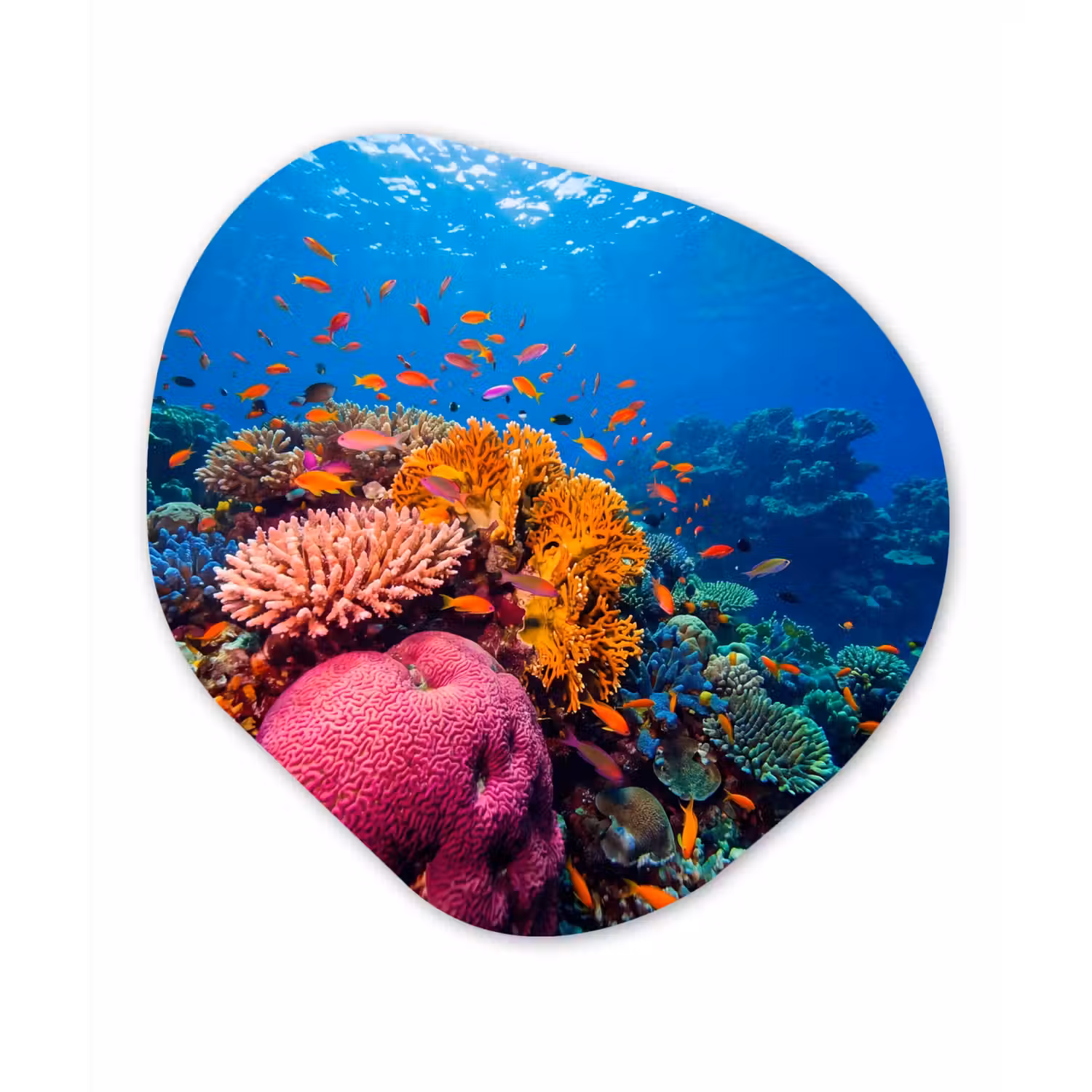 Koraal - Vissen - Oceaan - Natuur - Kleurrijk Wandcirkel Organisch Forex 3mm klein -3d