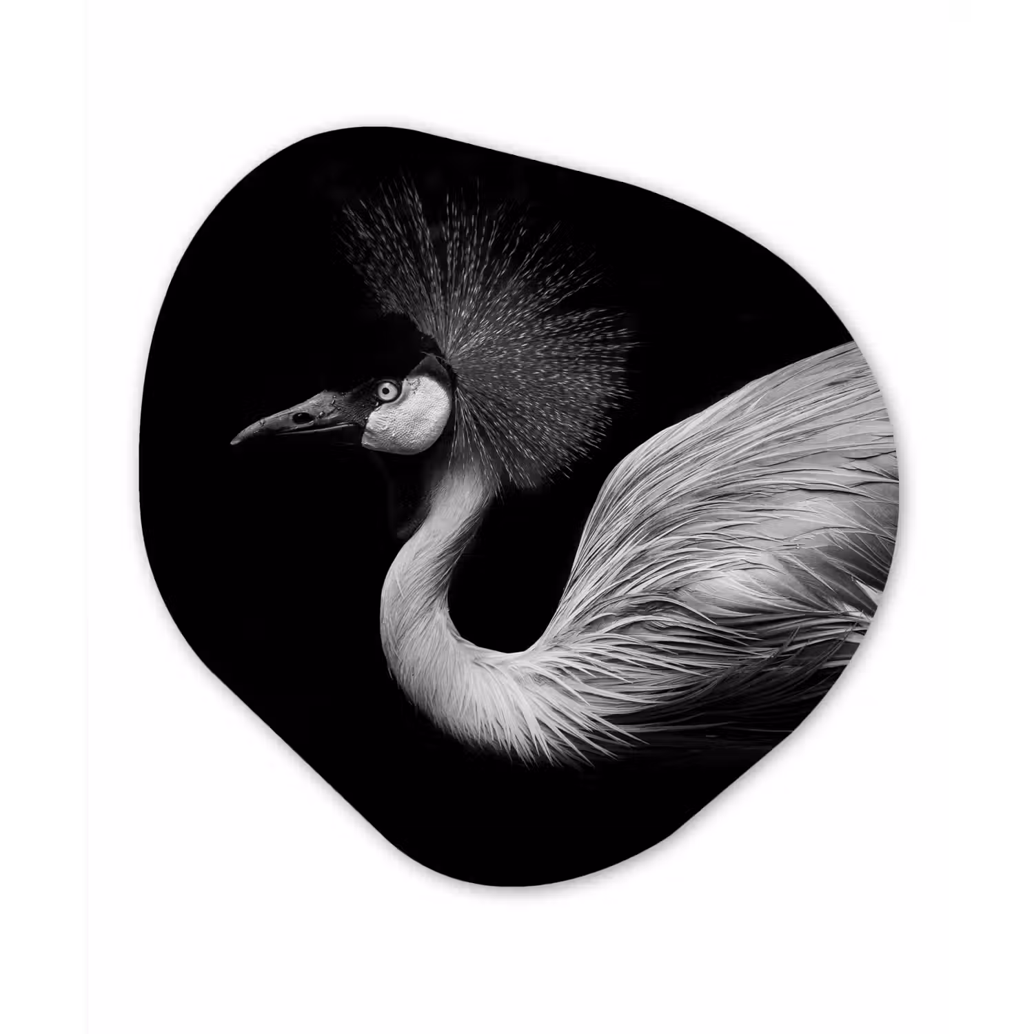 Kraanvogel - Zwart - Wit - Vogel - Dieren Wandcirkel Organisch Forex 3mm klein -3d