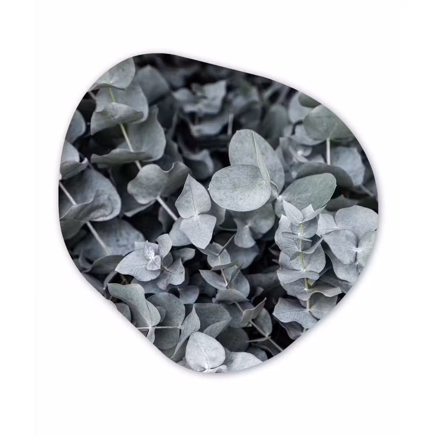 Natuur - Planten - Eucalyptus - Bladeren Wandcirkel Organisch Forex 3mm klein -3d