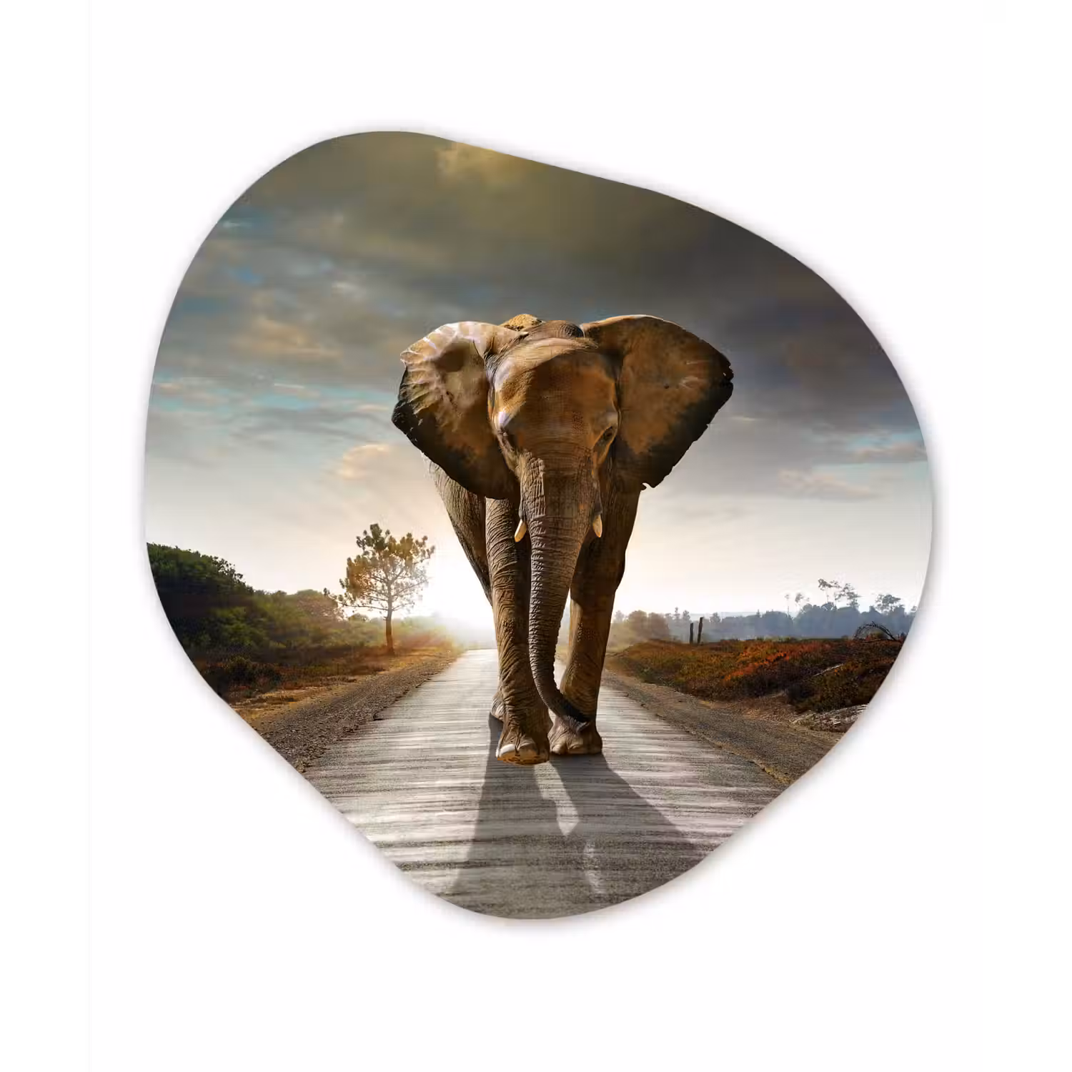 Olifant - Weg - Dieren - Zonsondergang - Landschap Wandcirkel Organisch Forex 3mm klein -3d