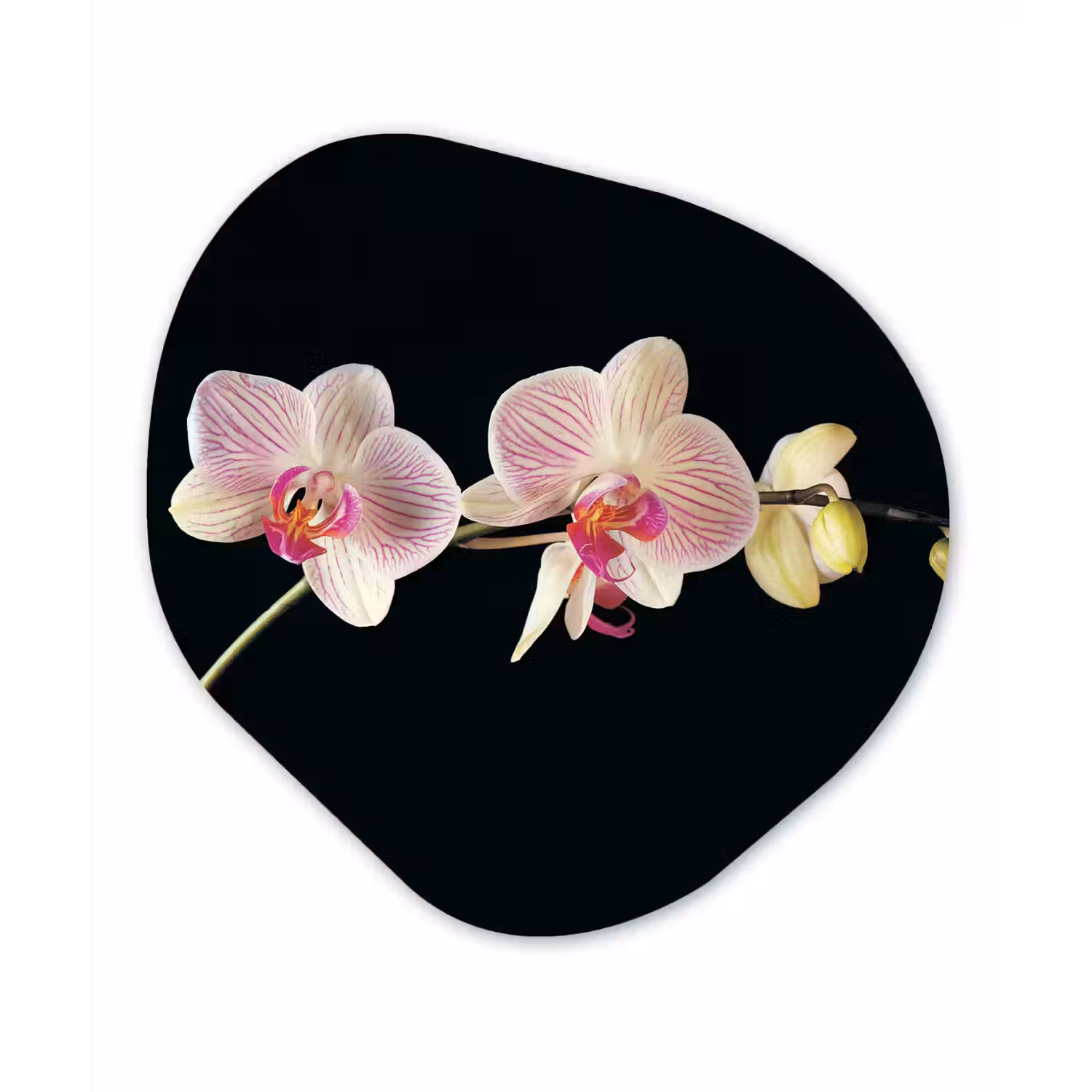 Orchidee - Bloemen - Zwart - Roze - Knoppen Wandcirkel Organisch Forex 3mm klein -3d