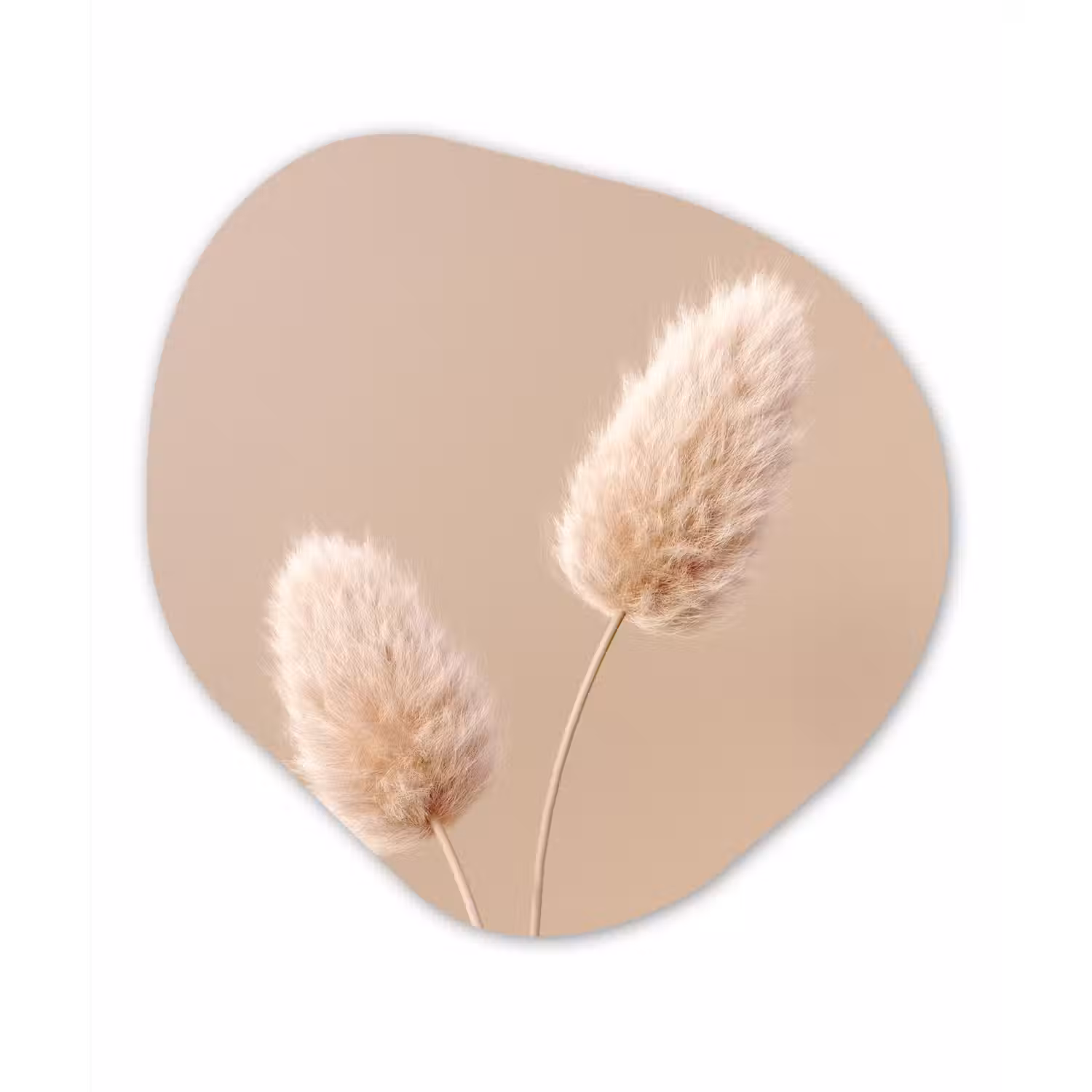 Pampas pluimen - Beige - Planten Wandcirkel Organisch Forex 3mm klein -3d