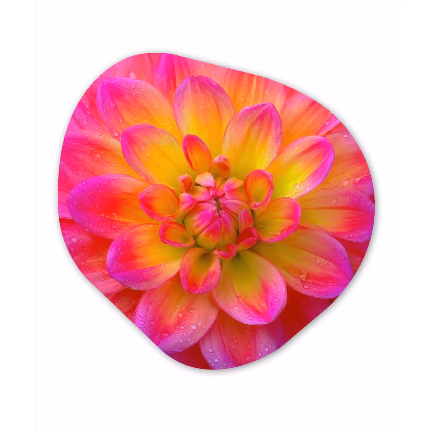 Roze - Dahlia - Kleurrijk Wandcirkel Organisch Forex 3mm klein -3d
