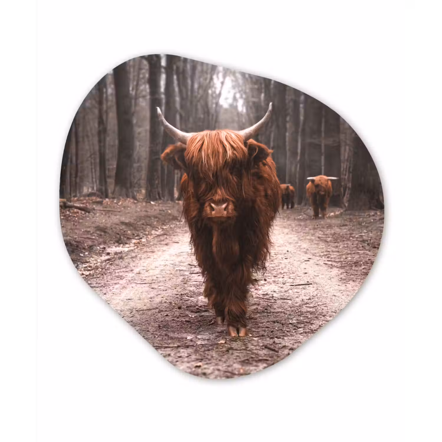 Schotse hooglander - Bos - Koe - Dieren - Natuur Wandcirkel Organisch Forex 3mm klein -3d
