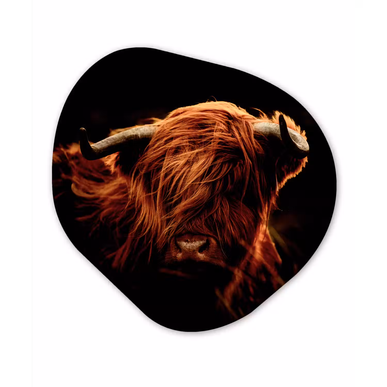 Schotse hooglander - Koe - Hoorns - Portret - Dieren Wandcirkel Organisch Forex 3mm klein -3d