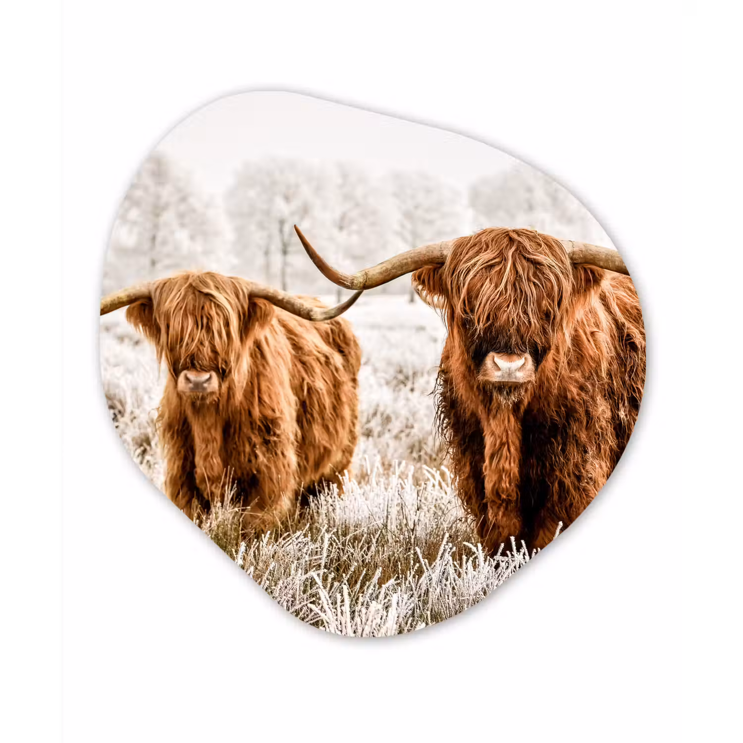 Schotse hooglander - Koe - Dieren - Natuur - Heide Wandcirkel Organisch Forex 3mm klein -3d
