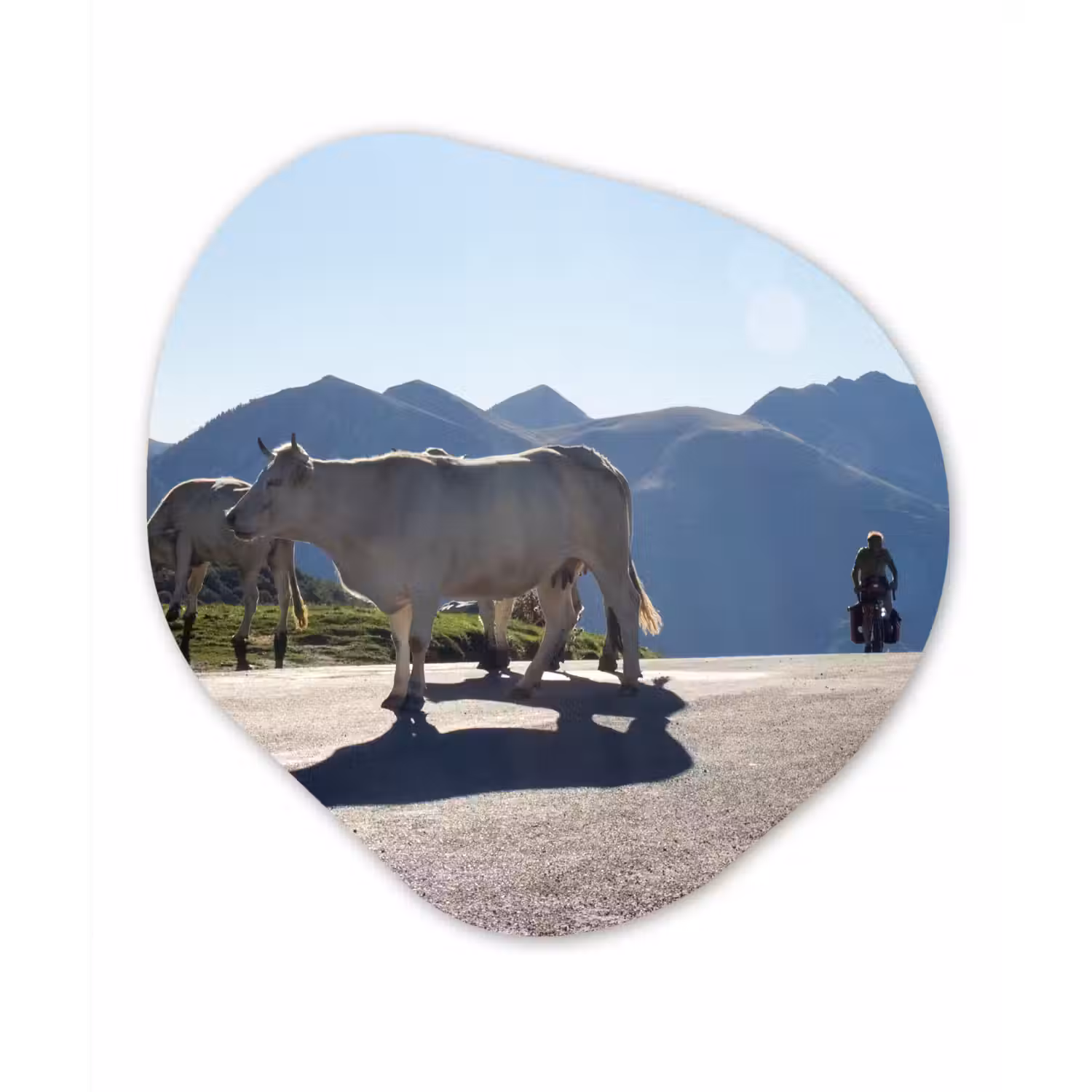 Schotse hooglander - Licht - Berg - Natuur Wandcirkel Organisch Forex 3mm klein -3d