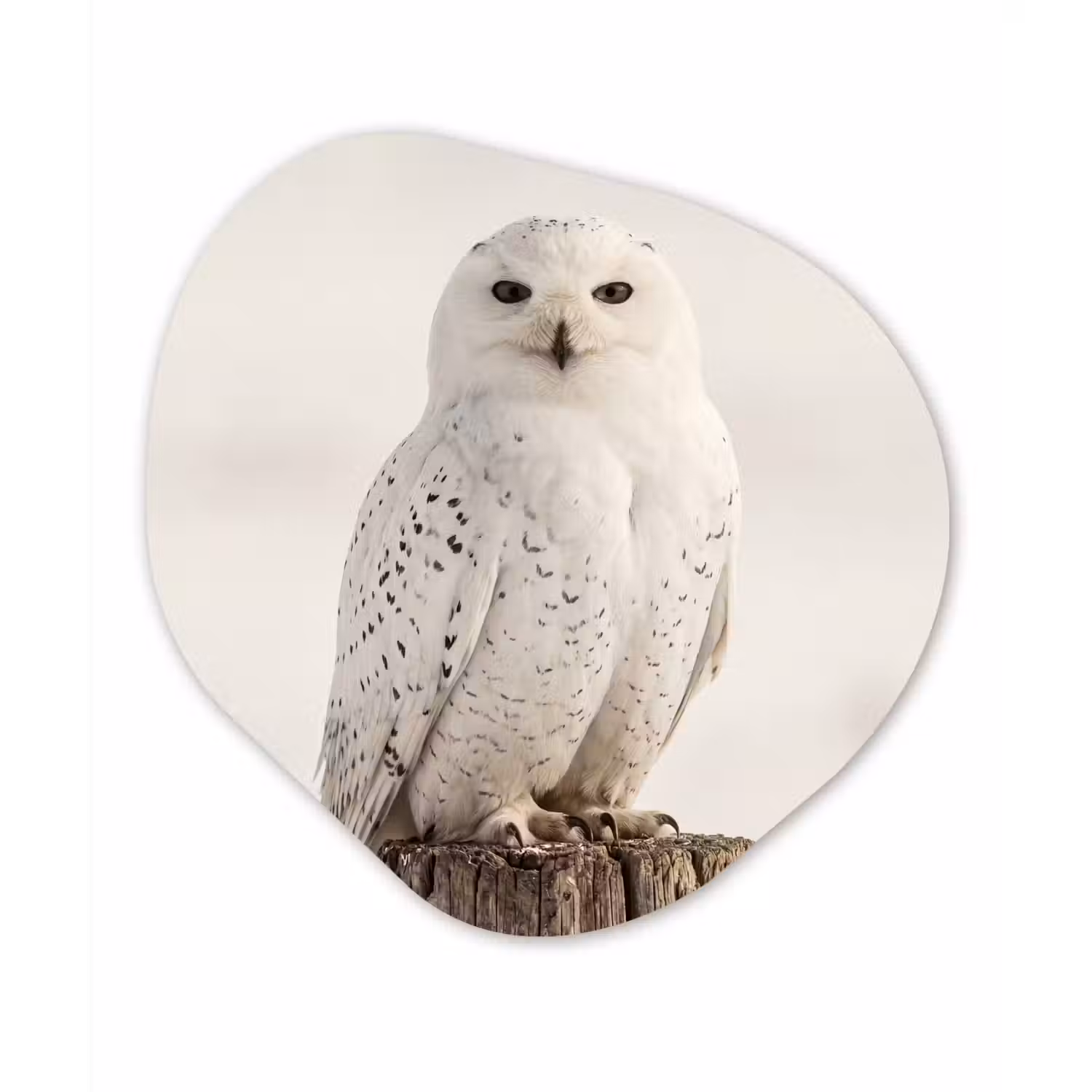 Sneeuwuil - Paal - Winter - Portret - Majestueus Wandcirkel Organisch Forex 3mm klein -3d