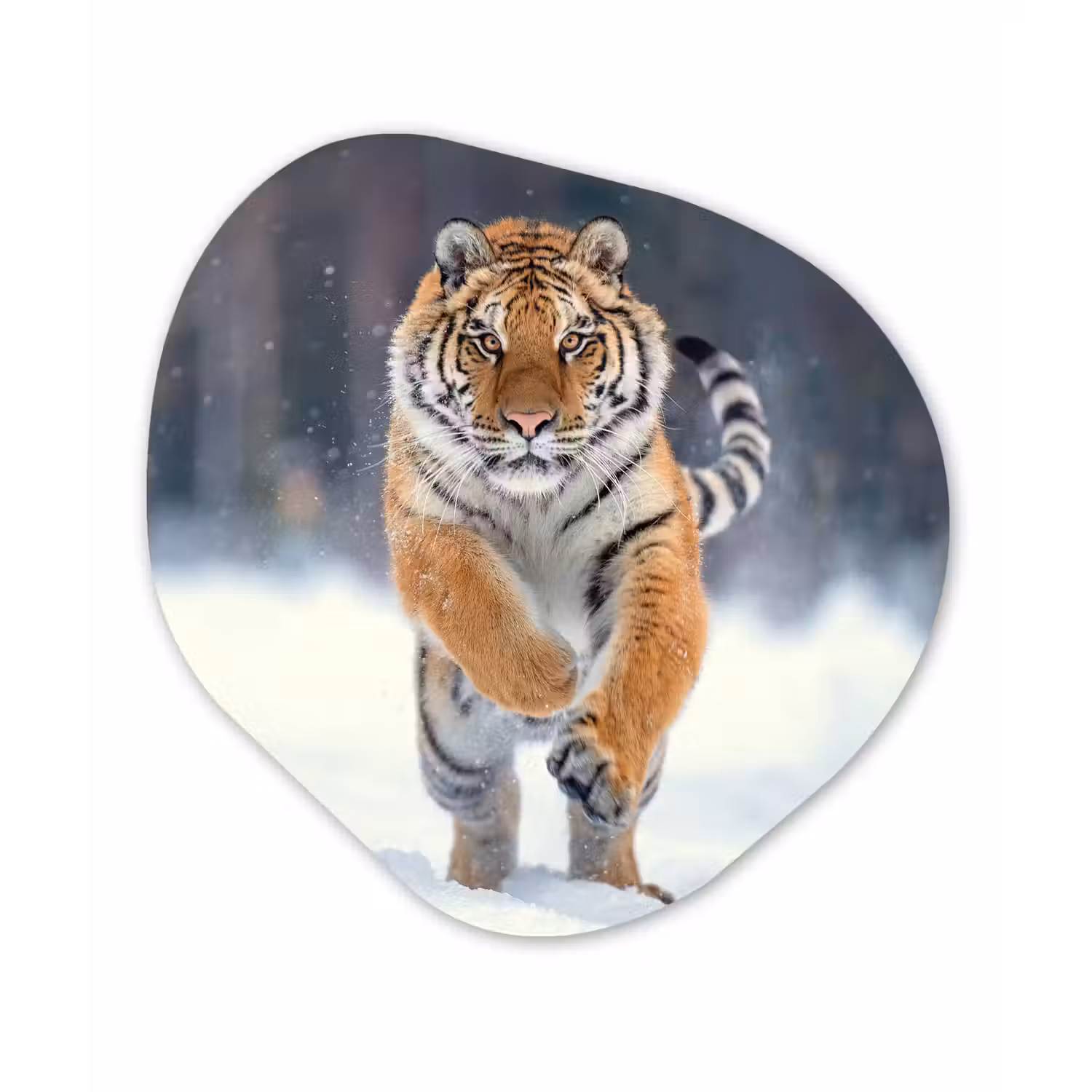 Tijger - Landschap - Sneeuw - Winter - Dieren Wandcirkel Organisch Forex 3mm klein -3d