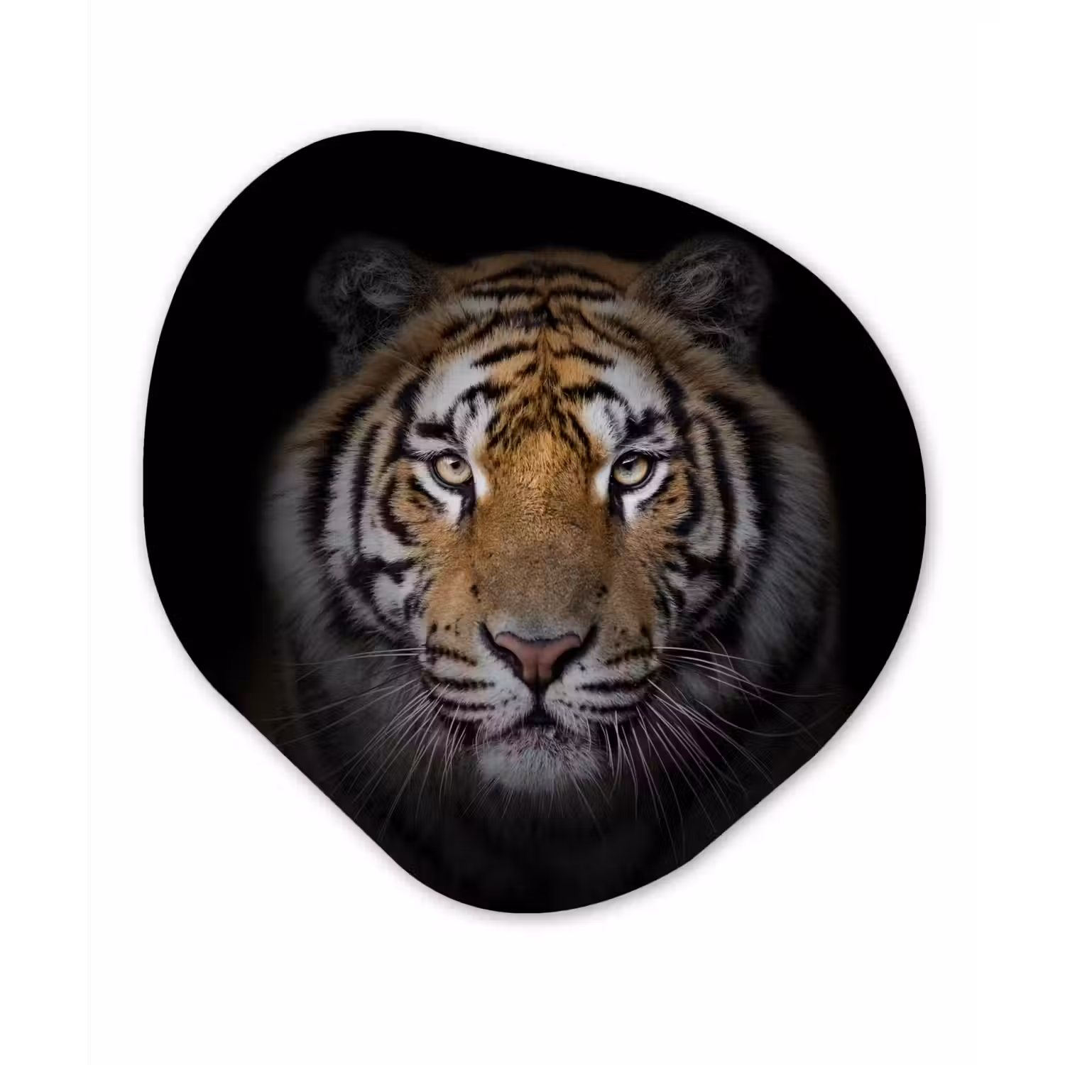 Tijger - Wilde dieren - Portret - Zwart - Dieren Wandcirkel Organisch Forex 3mm klein -3d