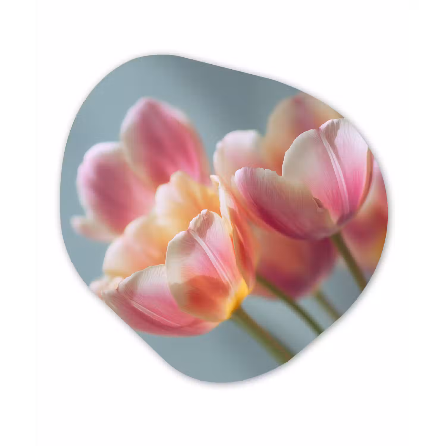 Tulpen - Roze - Stelen Wandcirkel Organisch Forex 3mm klein -3d