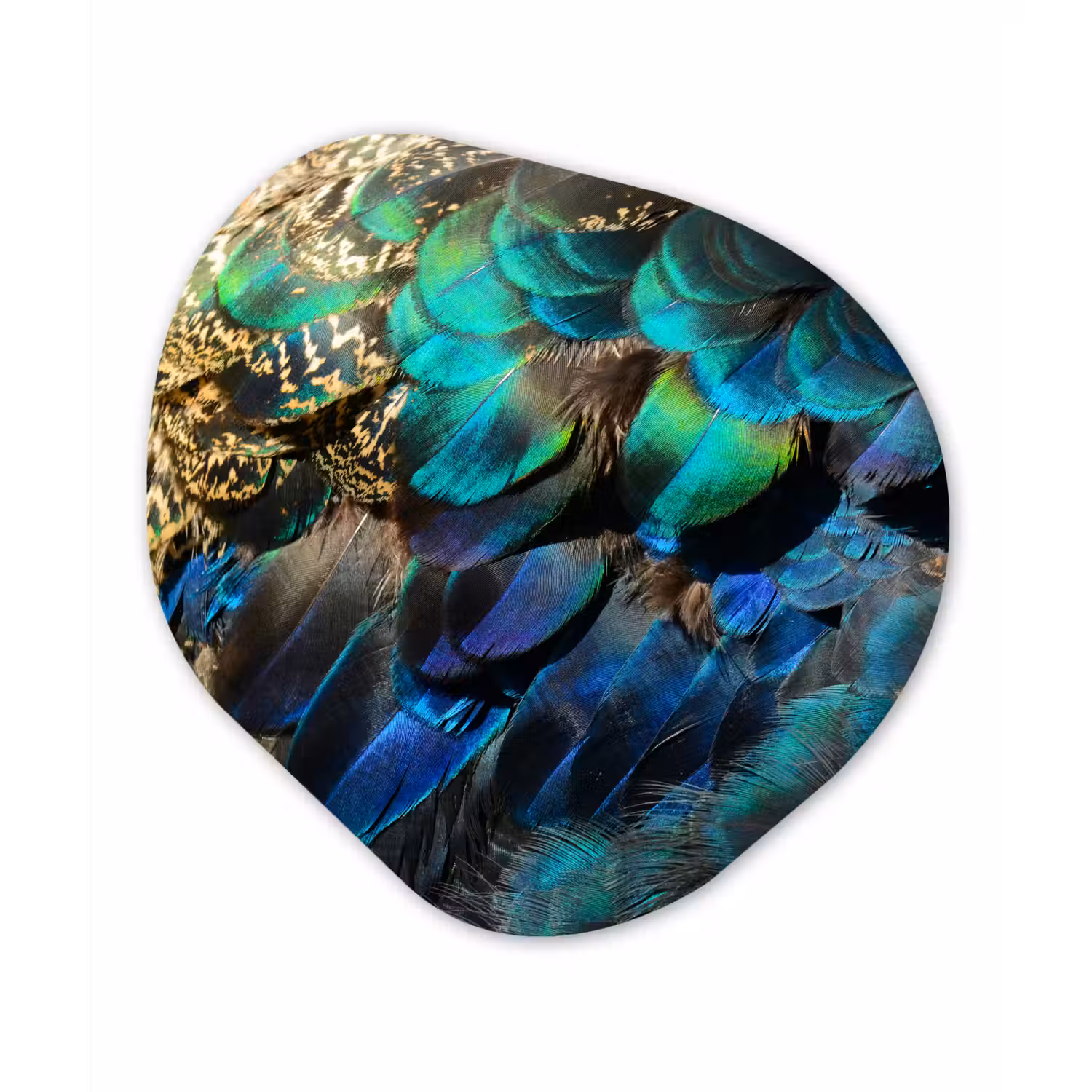 Veren - Pauwveren - Pauw - Blauw - Kunst Wandcirkel Organisch Forex 3mm klein -3d