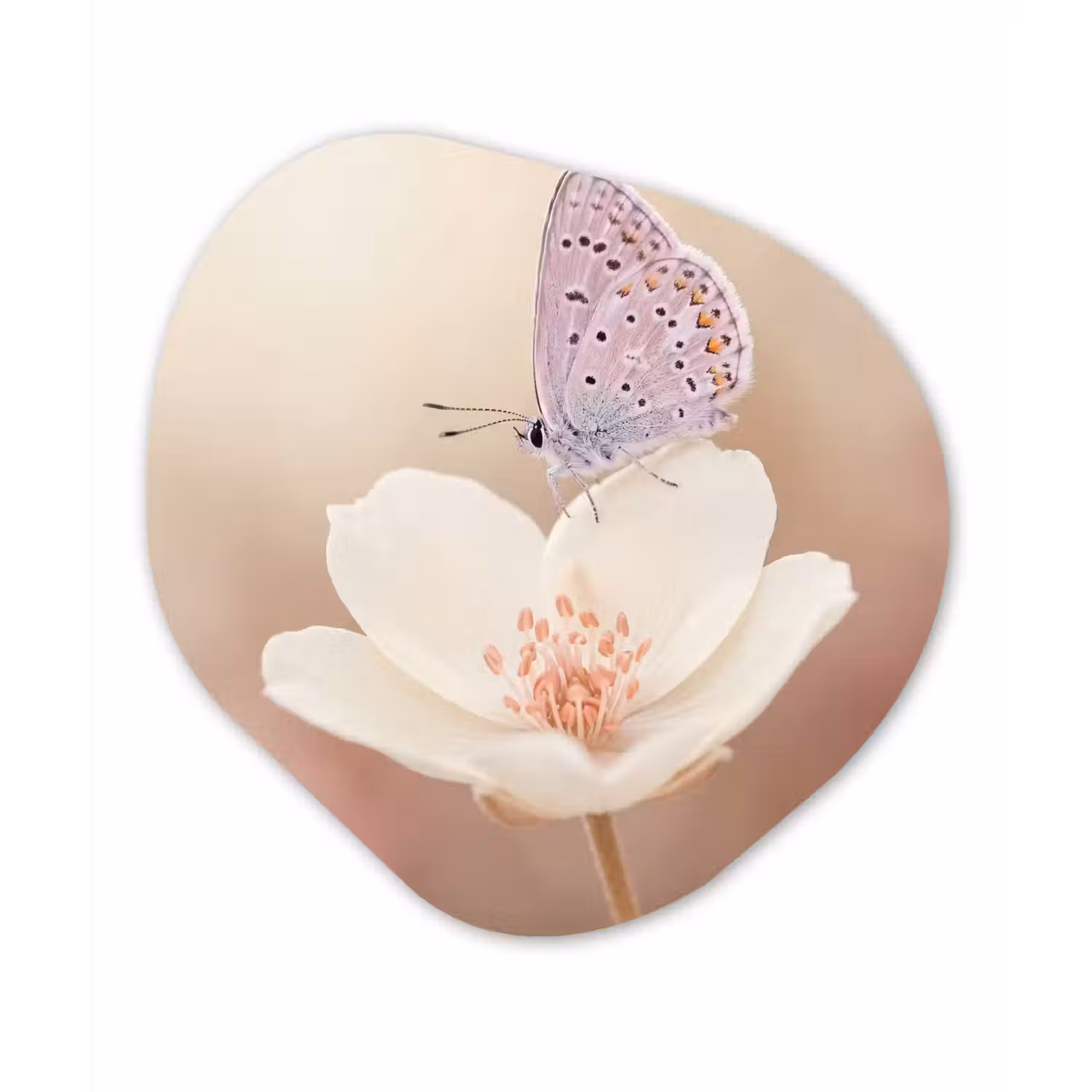 Vlinder - Bloem - Blauw Wandcirkel Organisch Forex 3mm klein -3d
