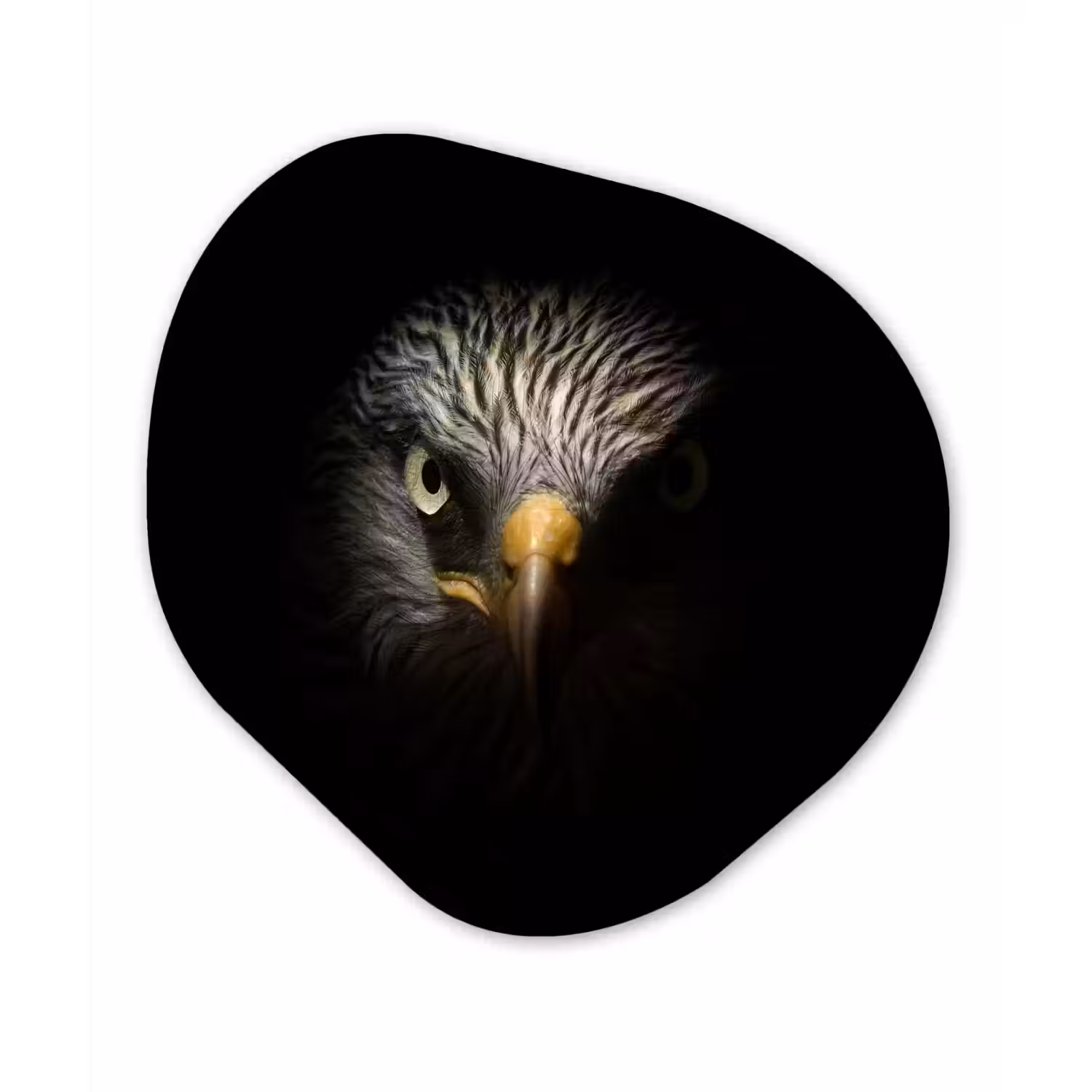 Vogel - Adelaar - Roofvogels - Oog - Snavel - Licht Wandcirkel Organisch Forex 3mm klein -3d