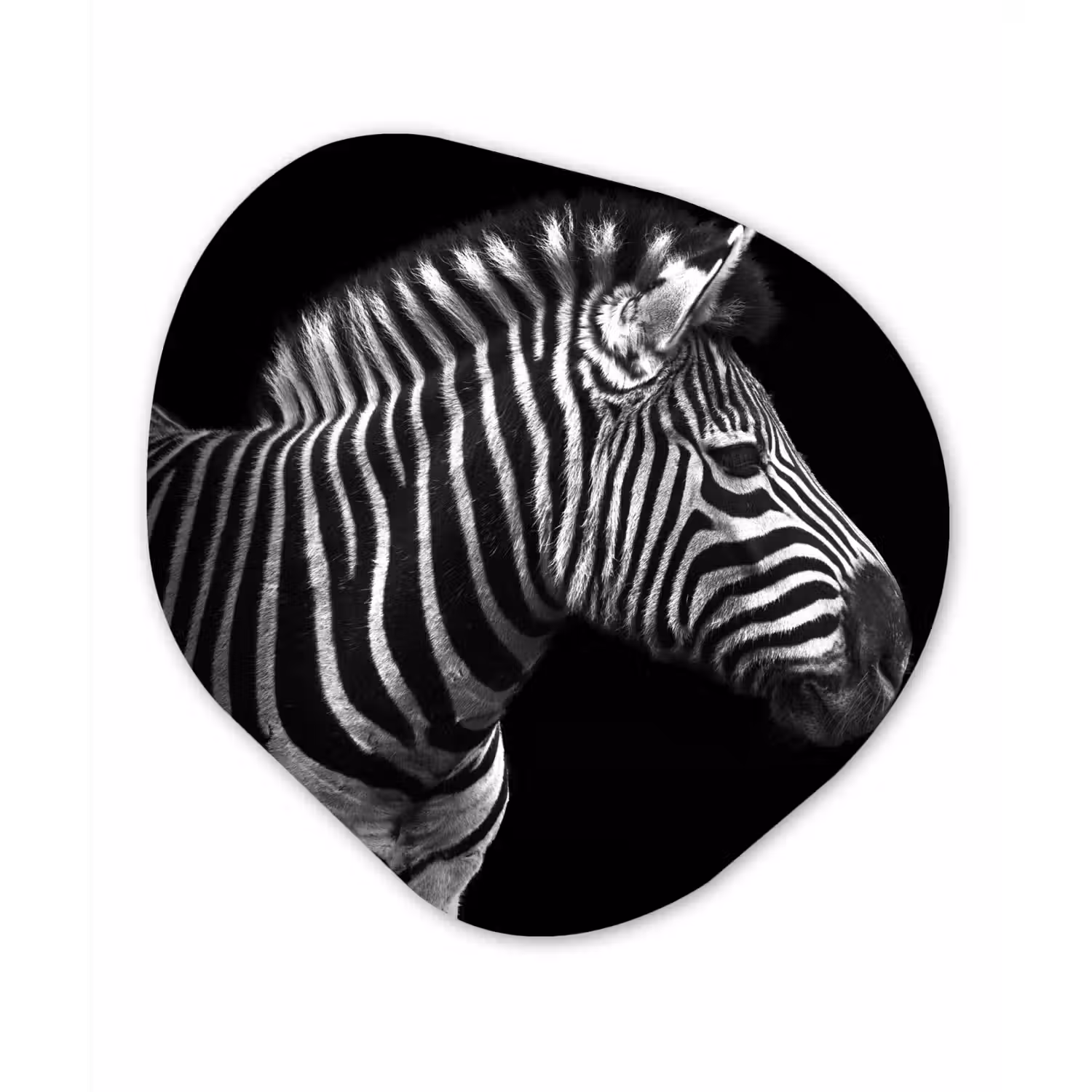 Zebra - Zwart - Wit - Portret - Dieren Wandcirkel Organisch Forex 3mm klein -3d