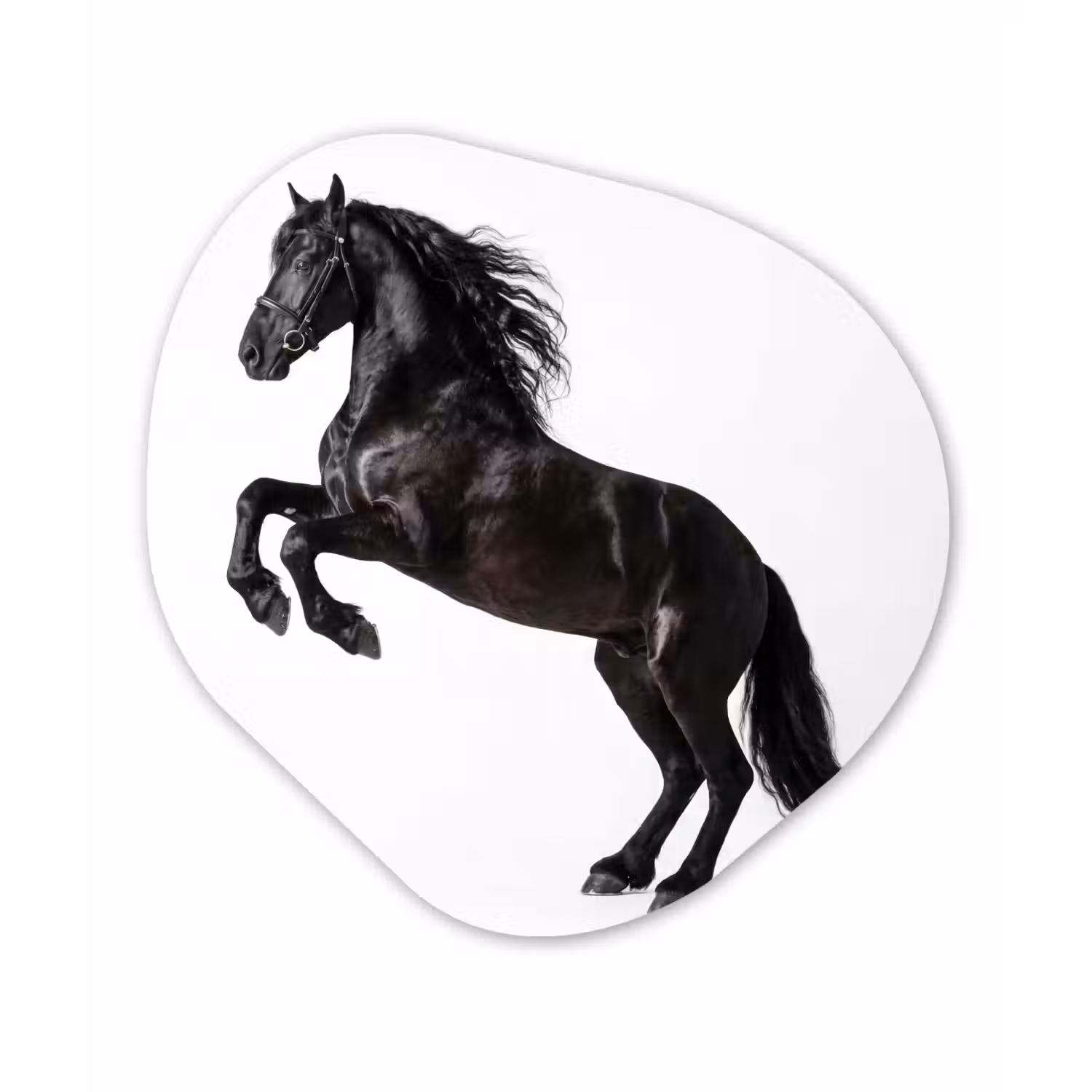 Zwart - Paard - Portret Wandcirkel Organisch Forex 3mm klein -3d