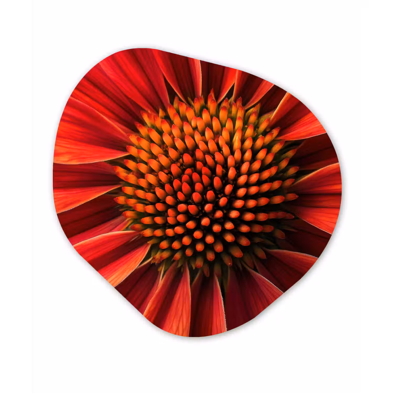 Close up - Bloem- Rood Wandcirkel Organisch Plexiglas middel -3d