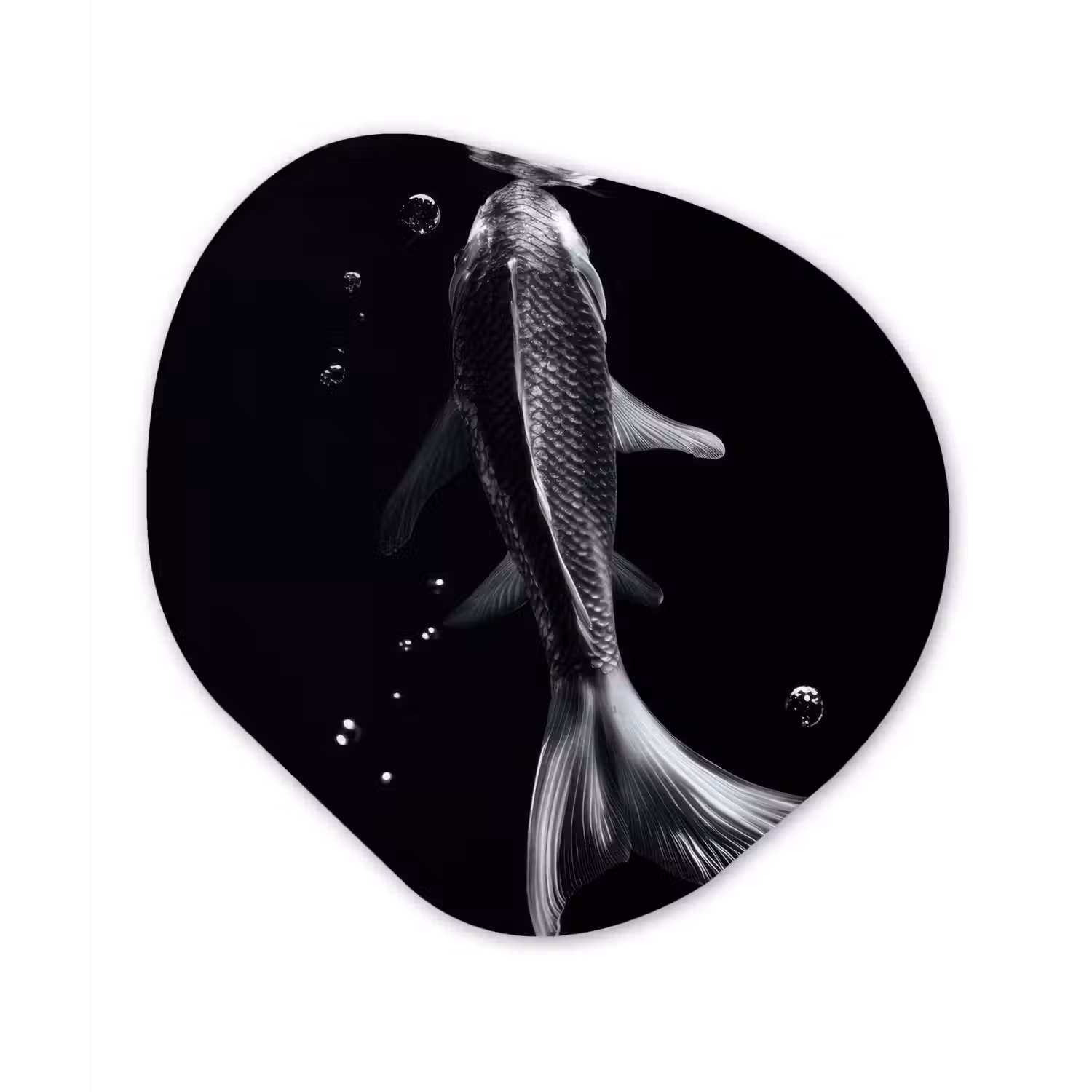 Koi - Vissen - Water - Zwart Wandcirkel Organisch Plexiglas middel -3d