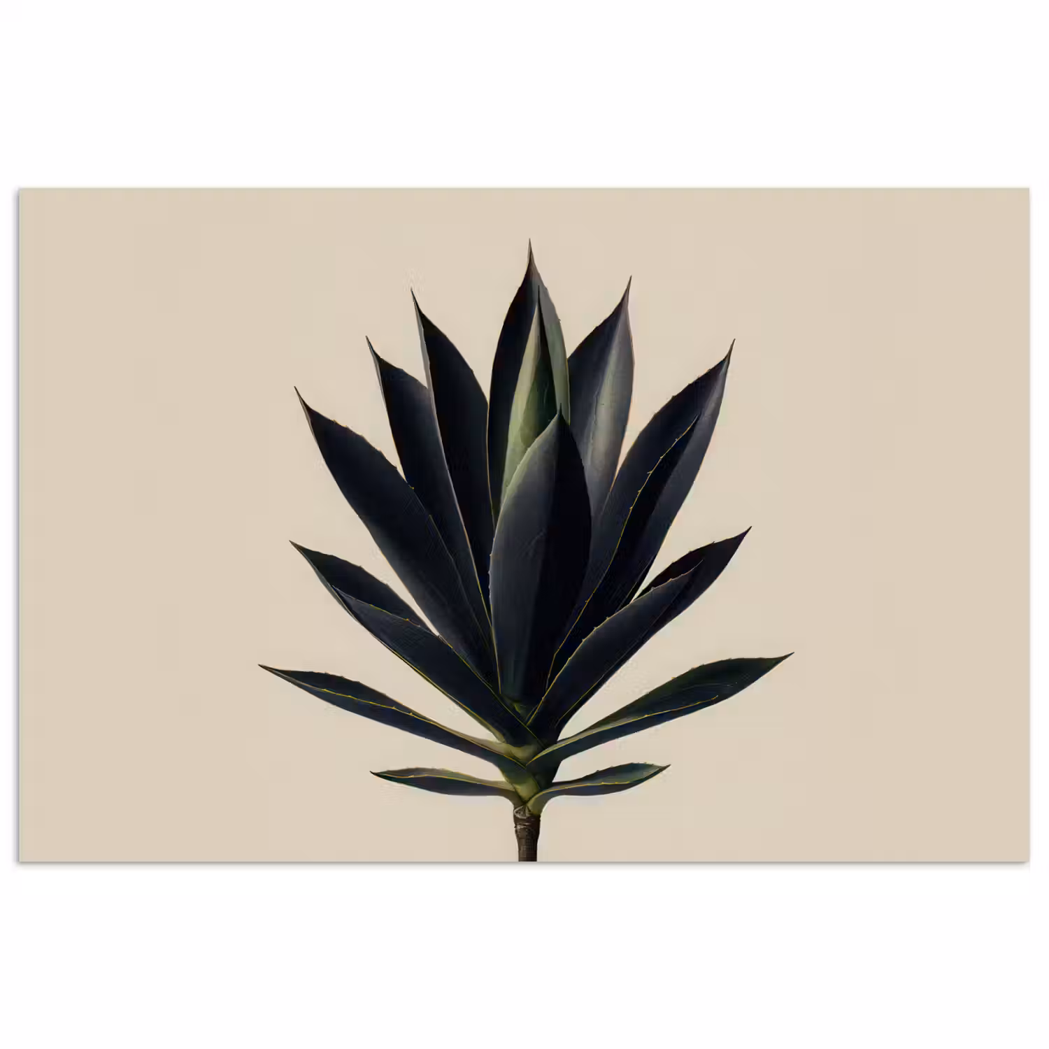 Agaveplant - Symmetrisch - Groen poster papier klein -3d