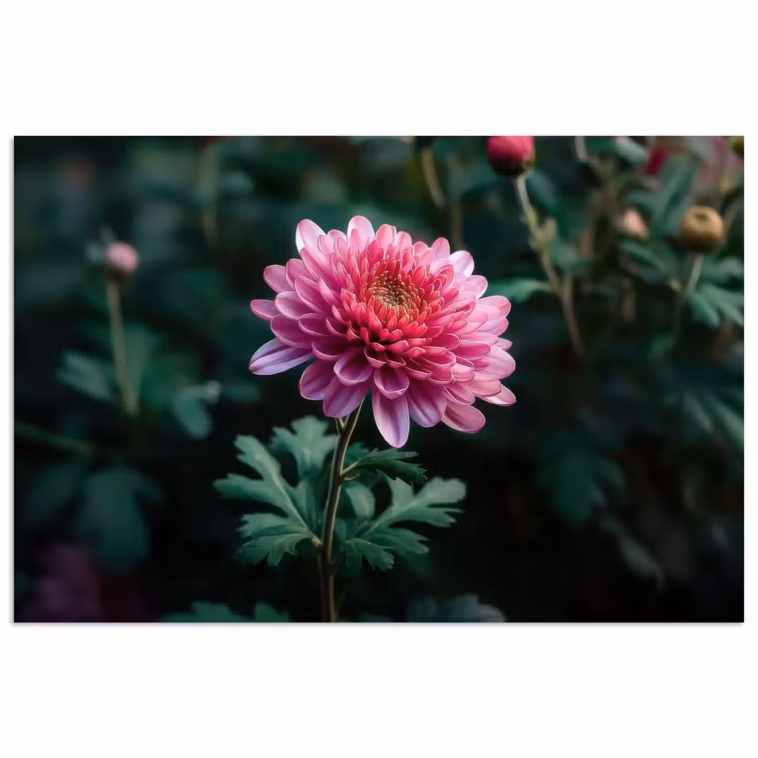 Blad - Chrysant - Roze - Schaduw poster papier klein -3d