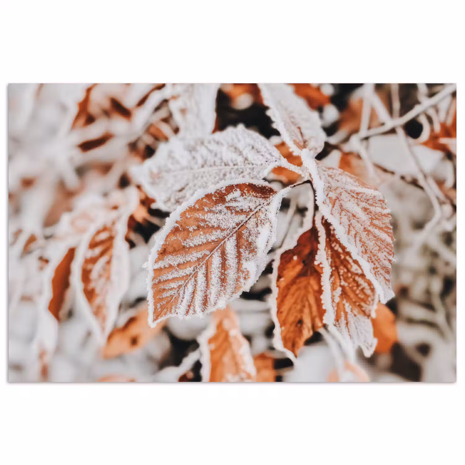 Bladeren - IJs - Winter - Natuur poster papier klein -3d