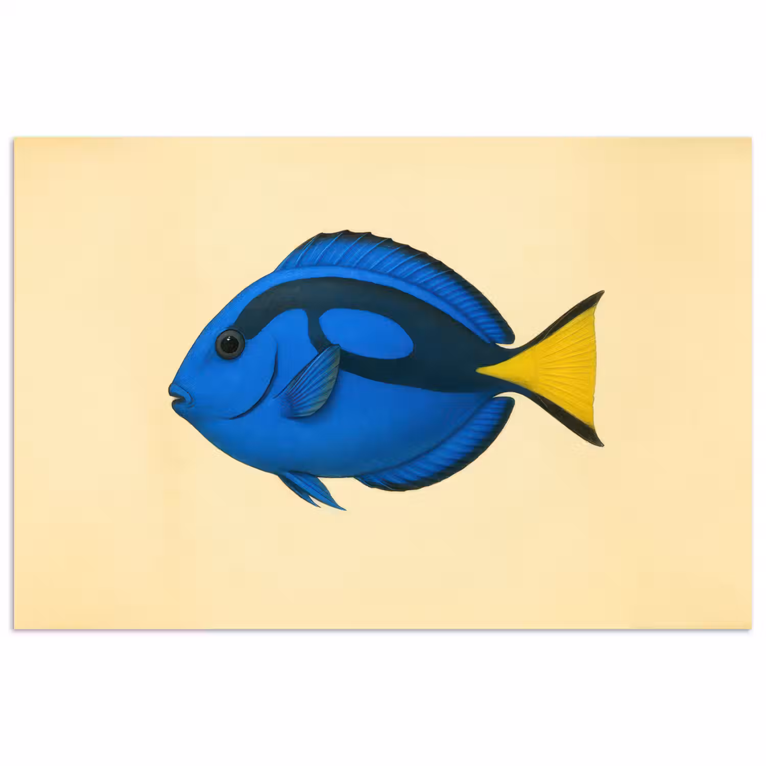 Blauw - Dory - Vis - Staartvin poster papier klein -3d