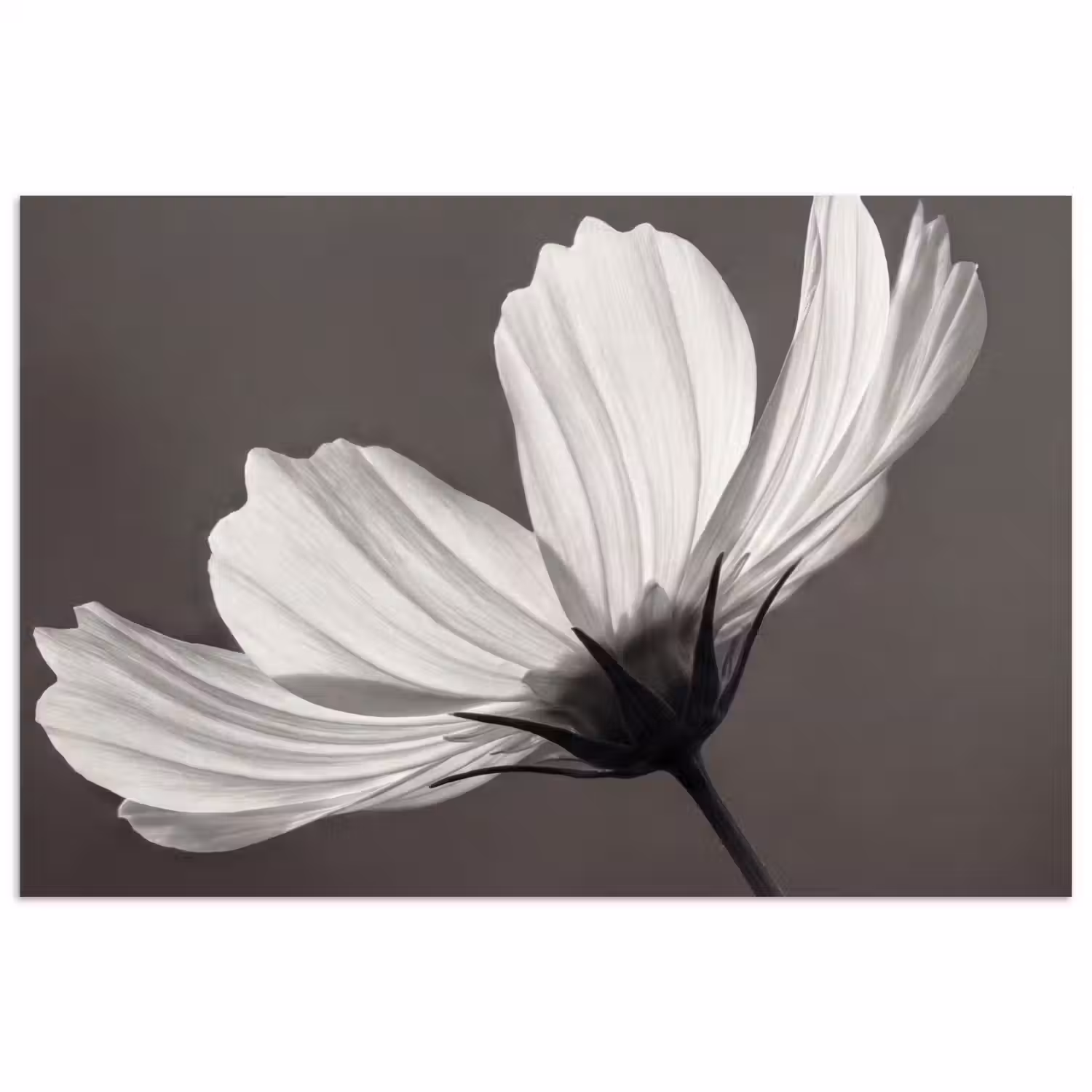 Bloem - Minimalistisch - Zwart - Wit poster papier klein -3d