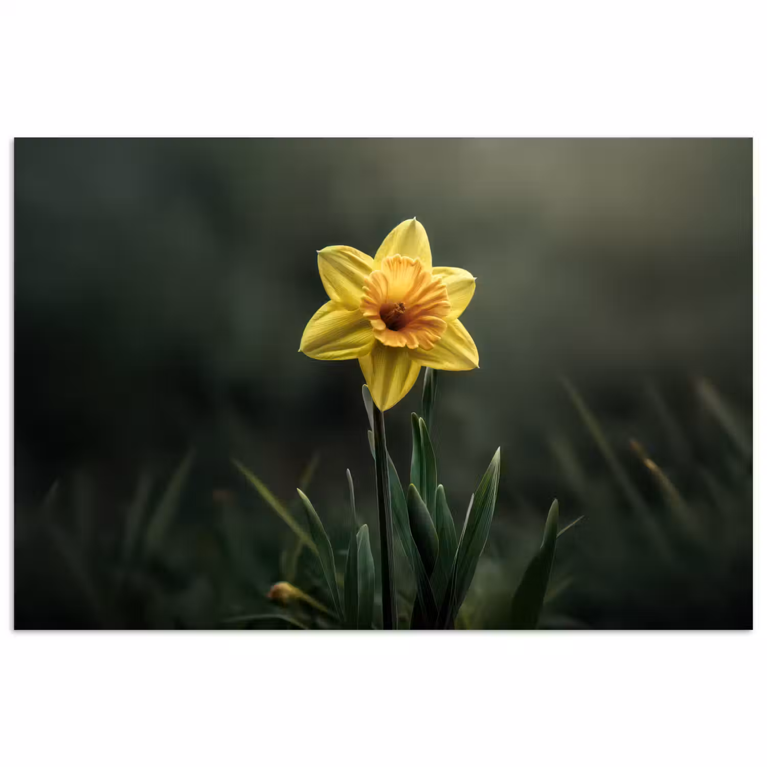 Bloem - Narcis - Gras - Geel poster papier klein -3d