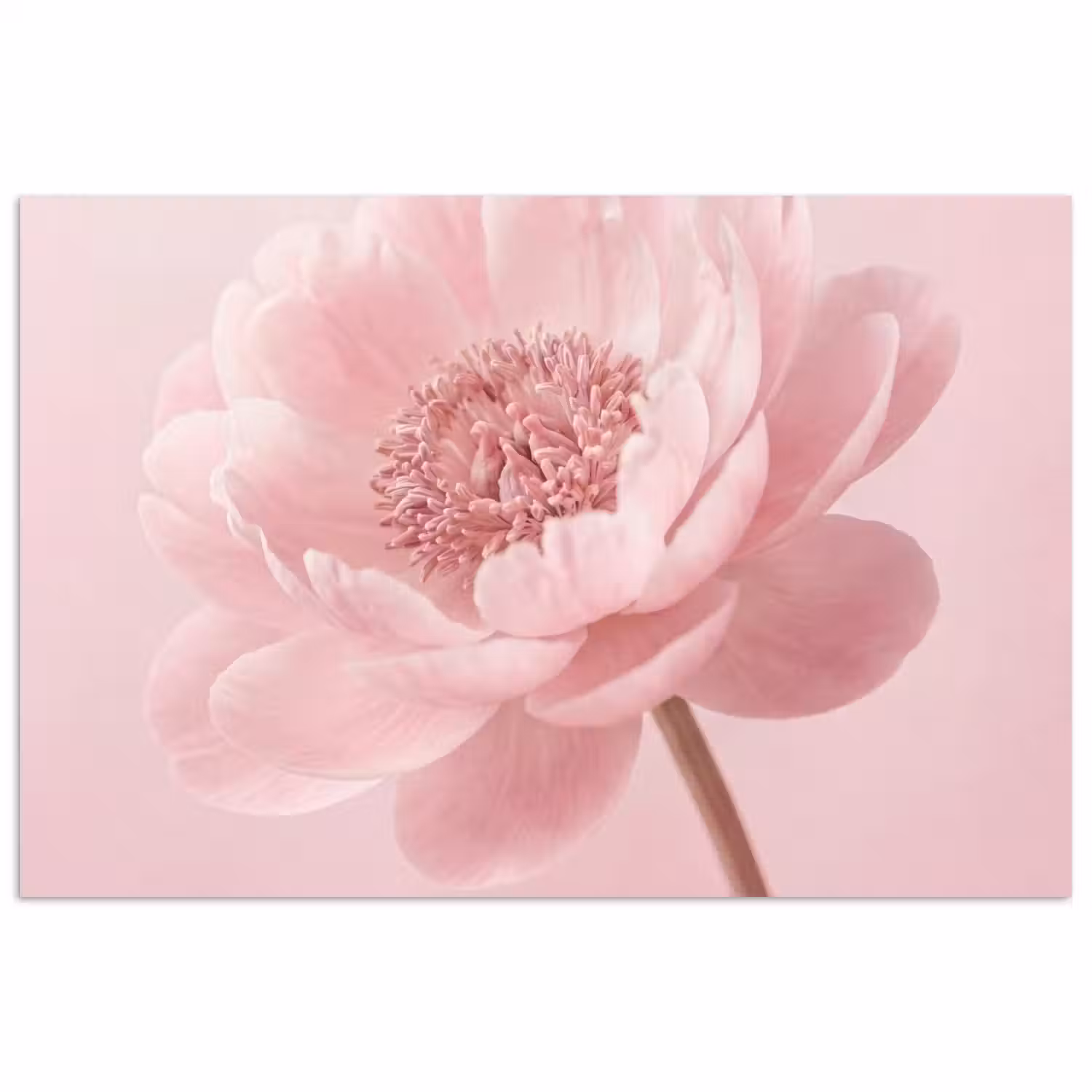 Bloem - Pioenroos - Roze poster papier klein -3d