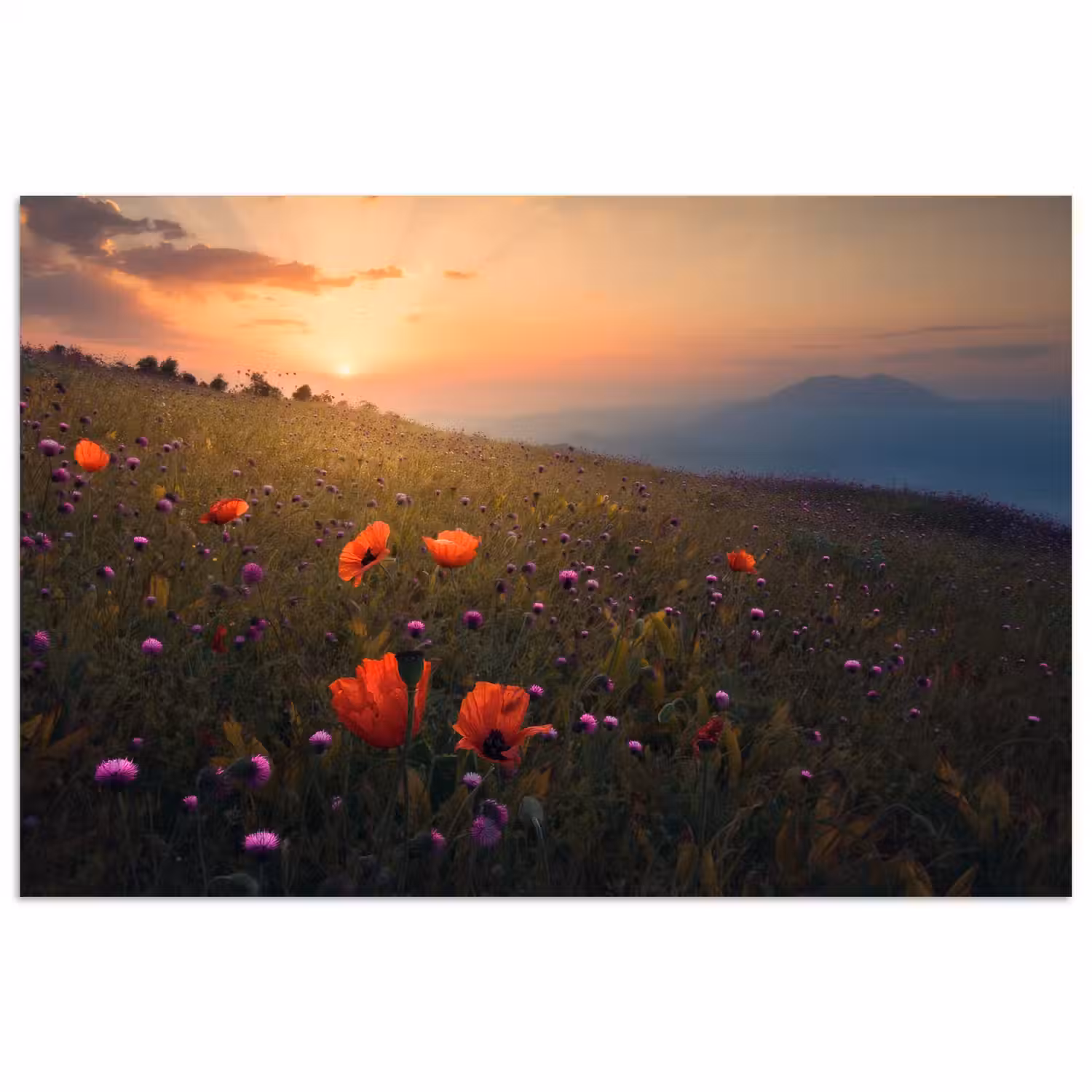 Bloemenveld - Gras - Bloemen - Planten - Zonsondergang - Oranje poster papier klein -3d