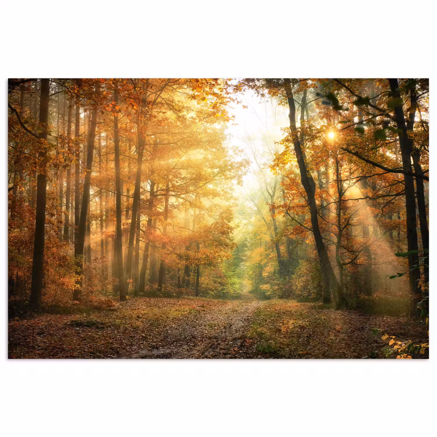 Bos - Herfst - Zon - Landschap - Natuur - Bomen - Bladeren poster papier klein -3d