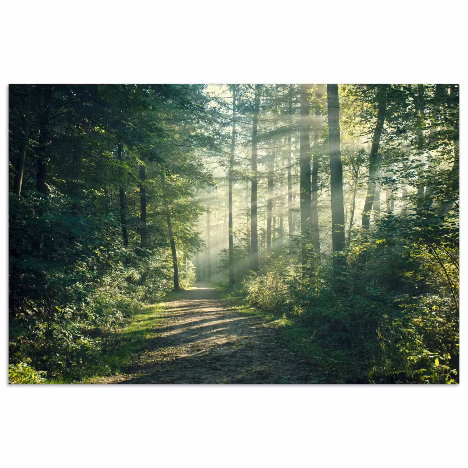Bos - Pad - Zon - Bomen - Groen - Natuur poster papier klein -3d
