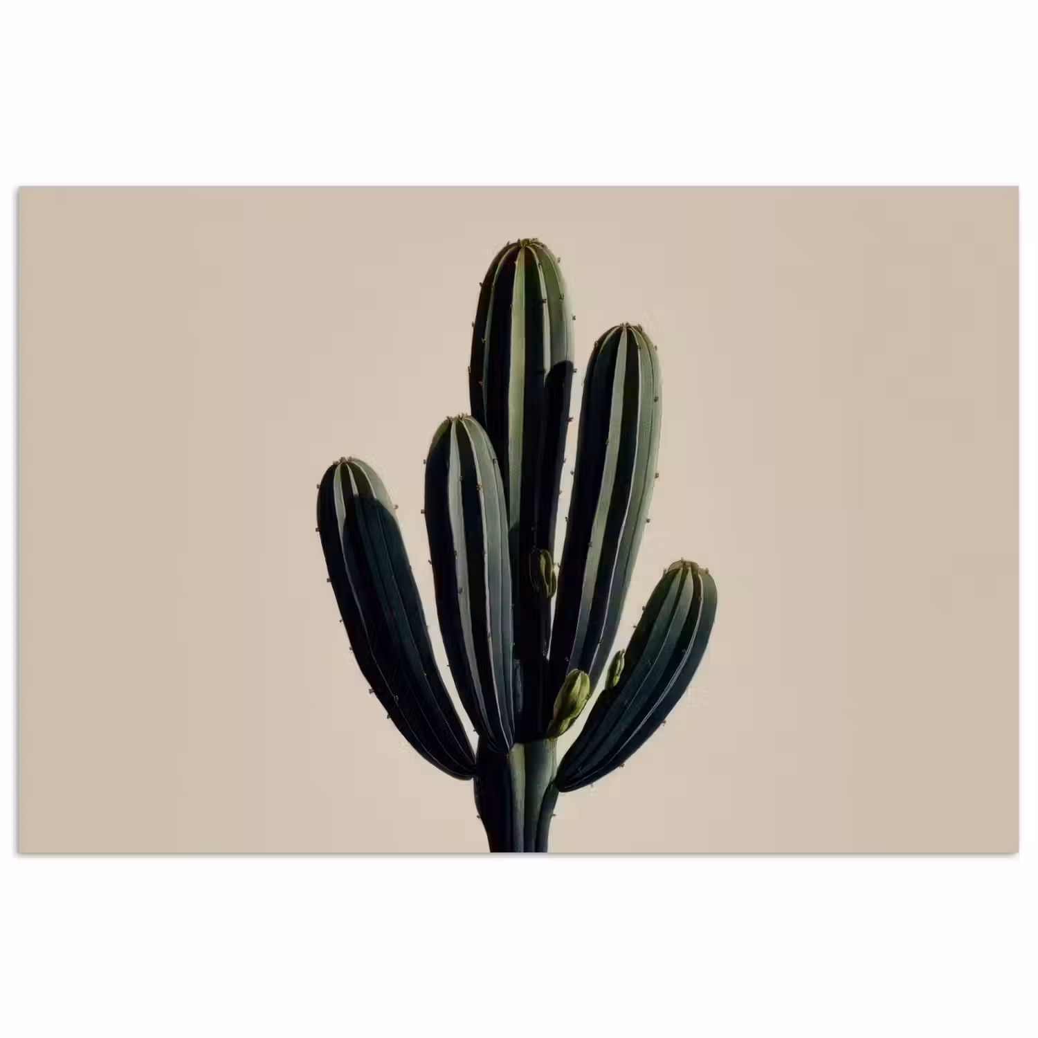 Cactus - Subtiel - Groen poster papier klein -3d