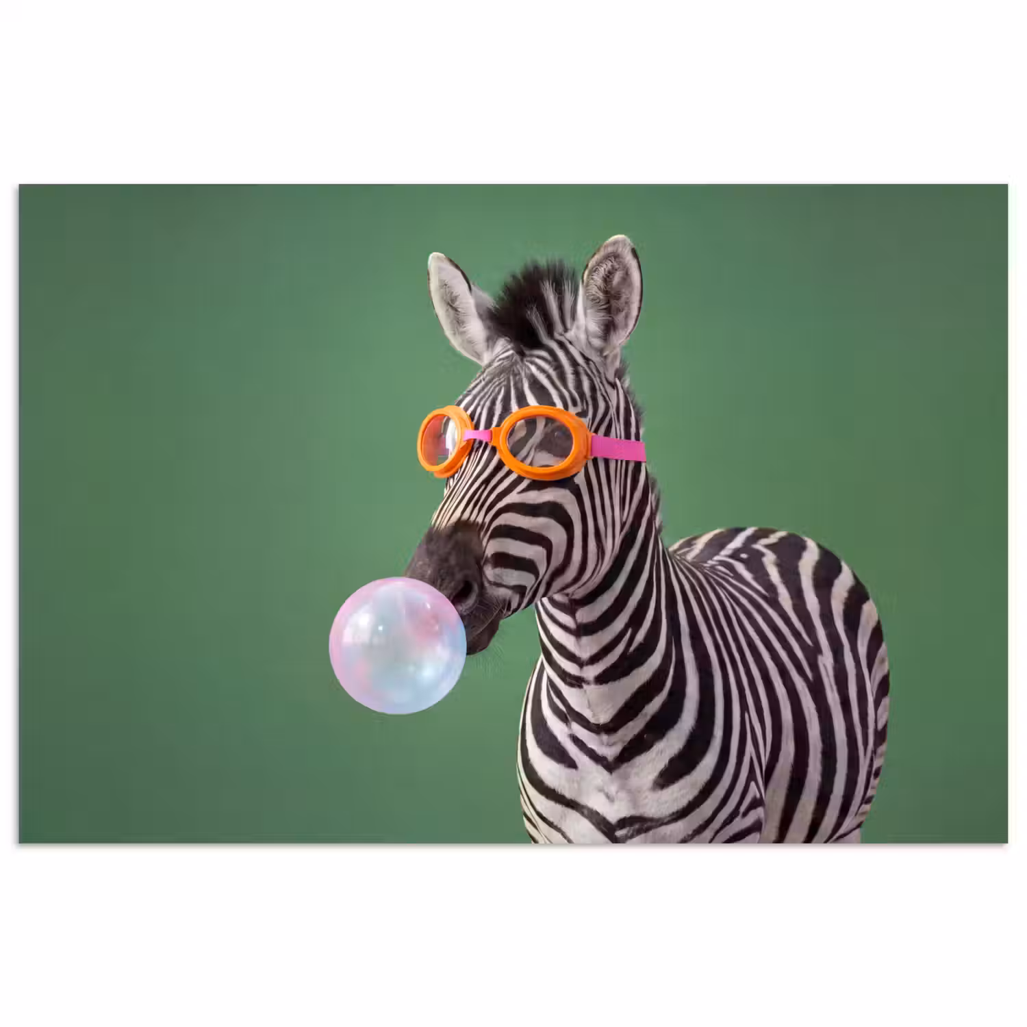 Dier - Bril - Bel - Modern - Groen poster papier klein -3d