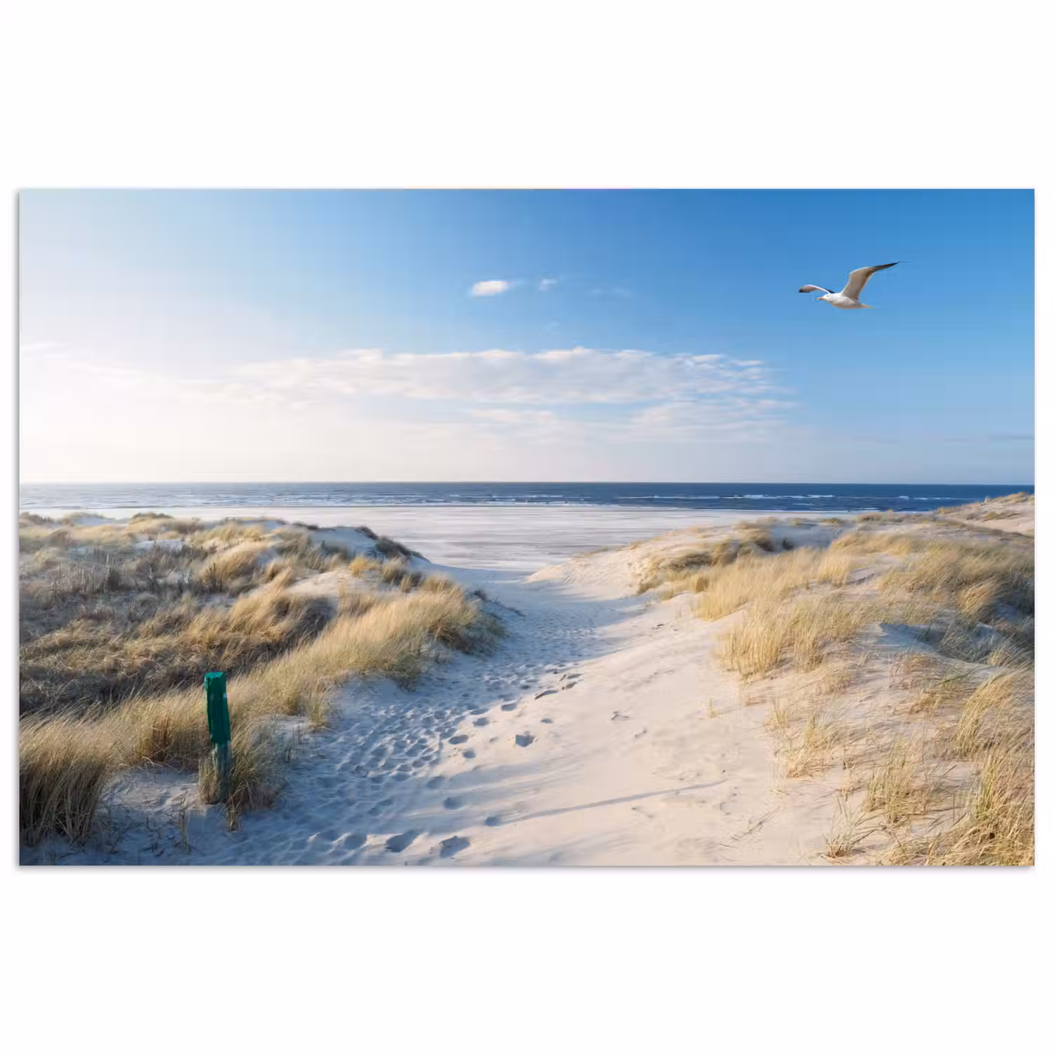 Duin - Meeuw - Strand - Zee - Zon poster papier klein -3d