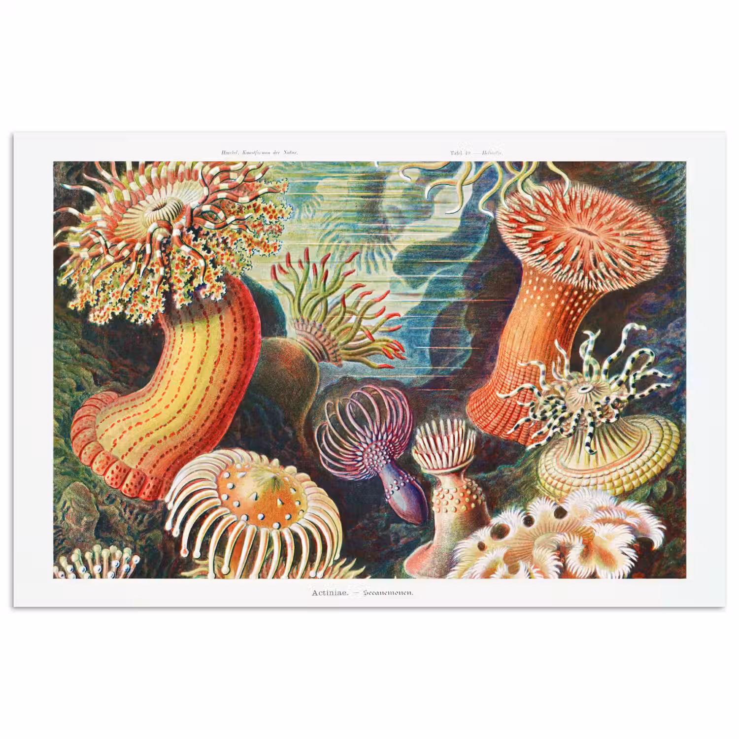 Ernst Haeckel - Anemoon - Retro - Natuur - Planten - Zee poster papier klein -3d